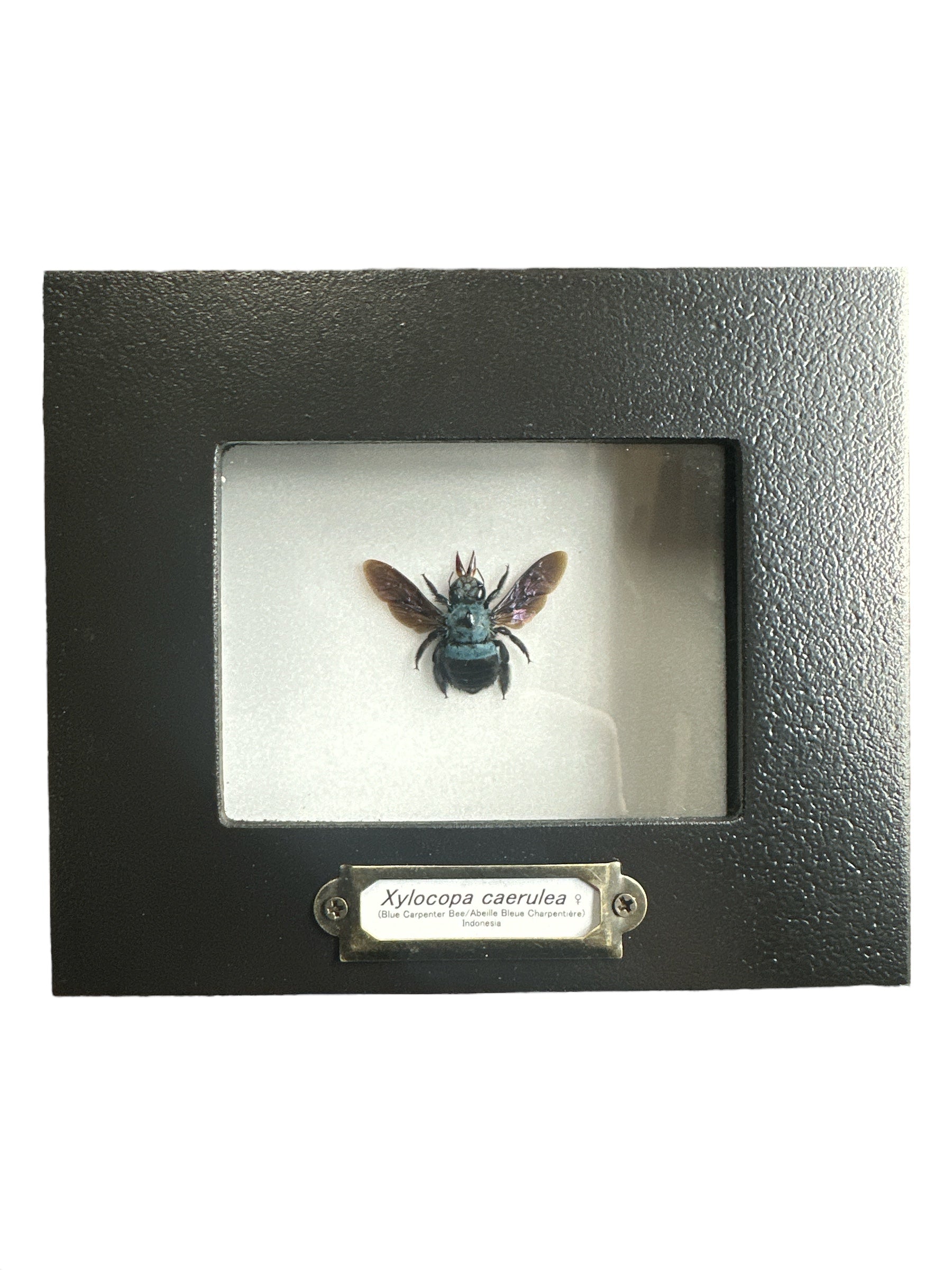 Abeille charpentière bleue - Femelle (Xylocopa caerulea) - Cadre 2x3"