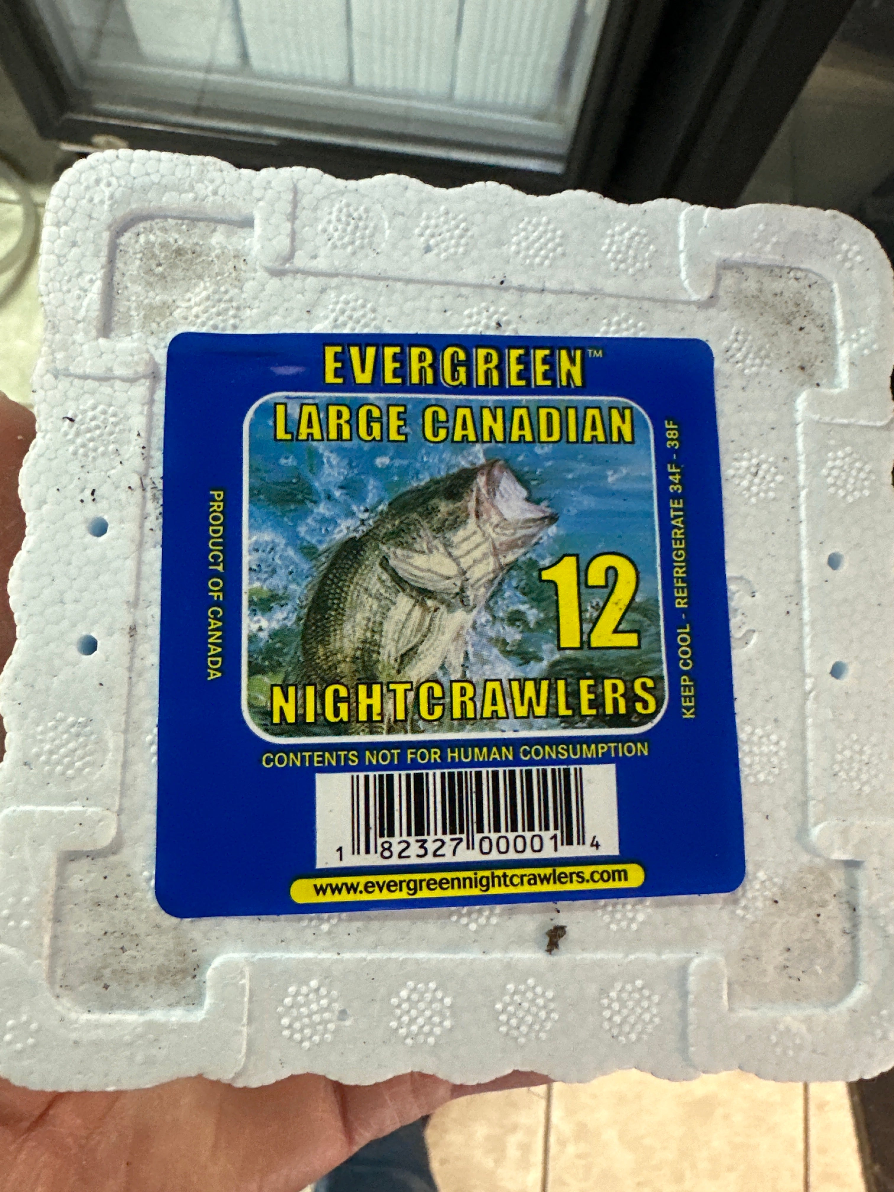 Vers de terre/Vers de terre à feuilles persistantes