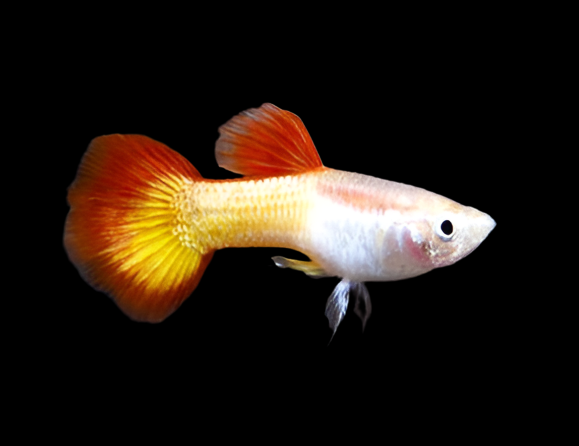 Tequila Sunrise Guppy (Males only)