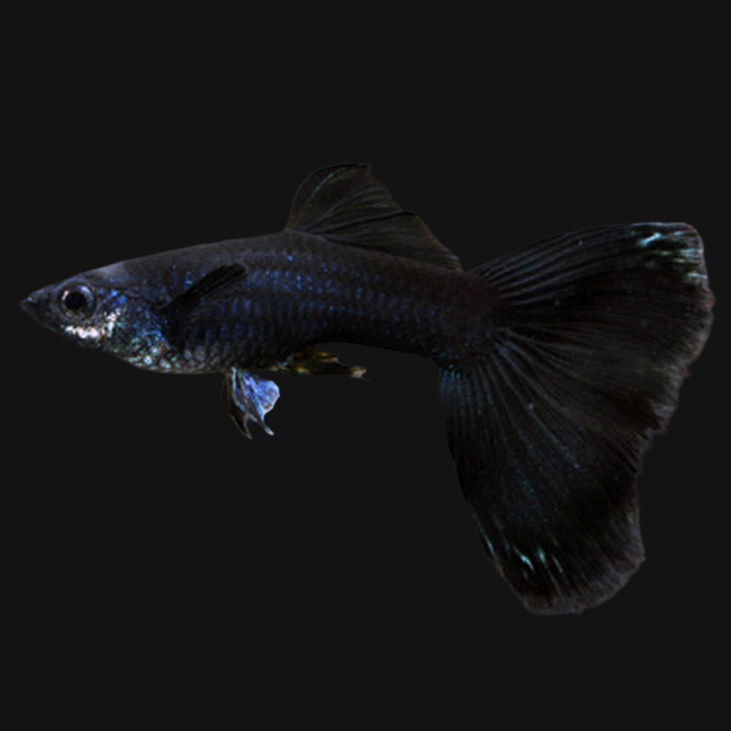 Full Black Guppy
