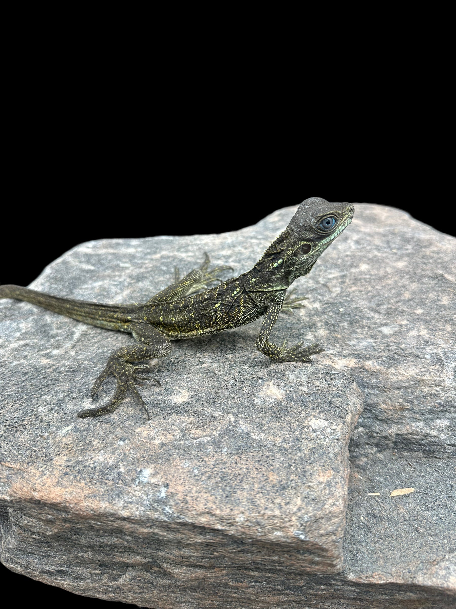 Weber's Sailfin Dragon