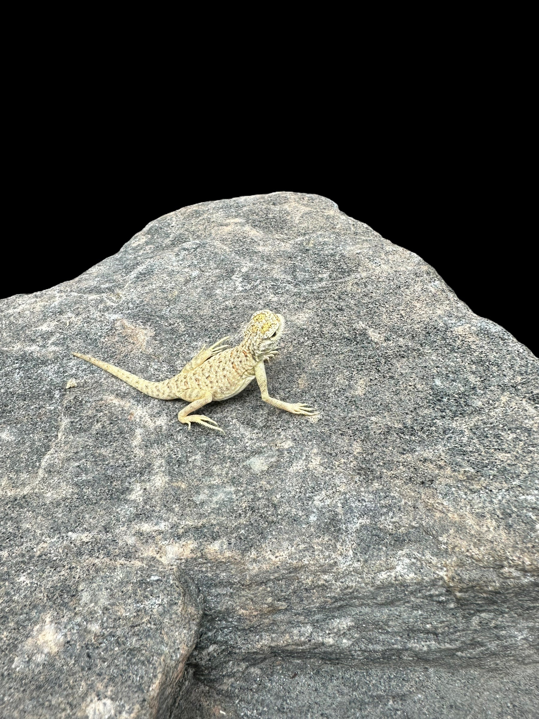Agame à tête de crapaud d'Arabie (Phrynocephalus arabicus)