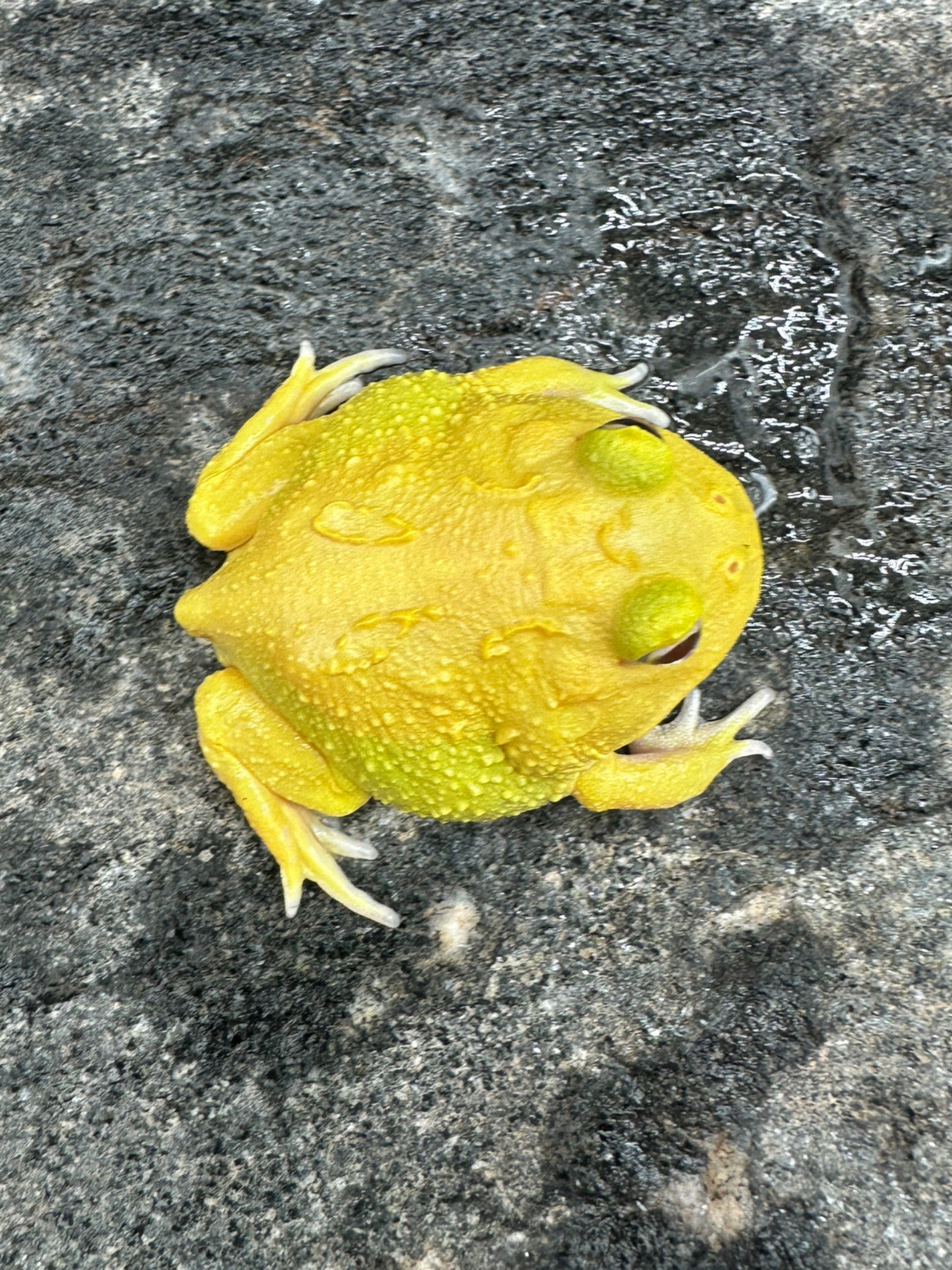 Pacman Frog (Super Pikachu)