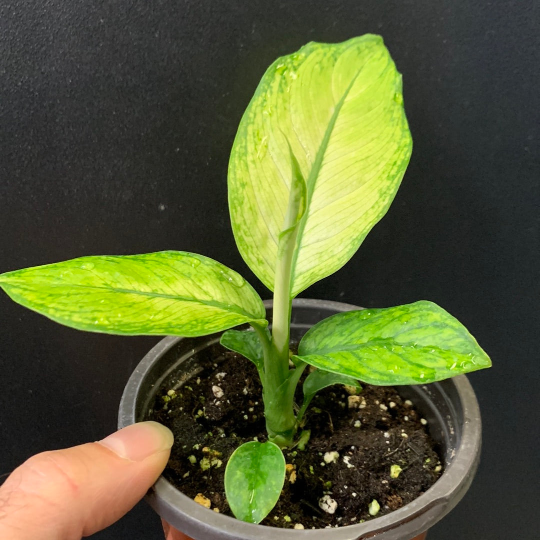 Dieffenbachia White Etna