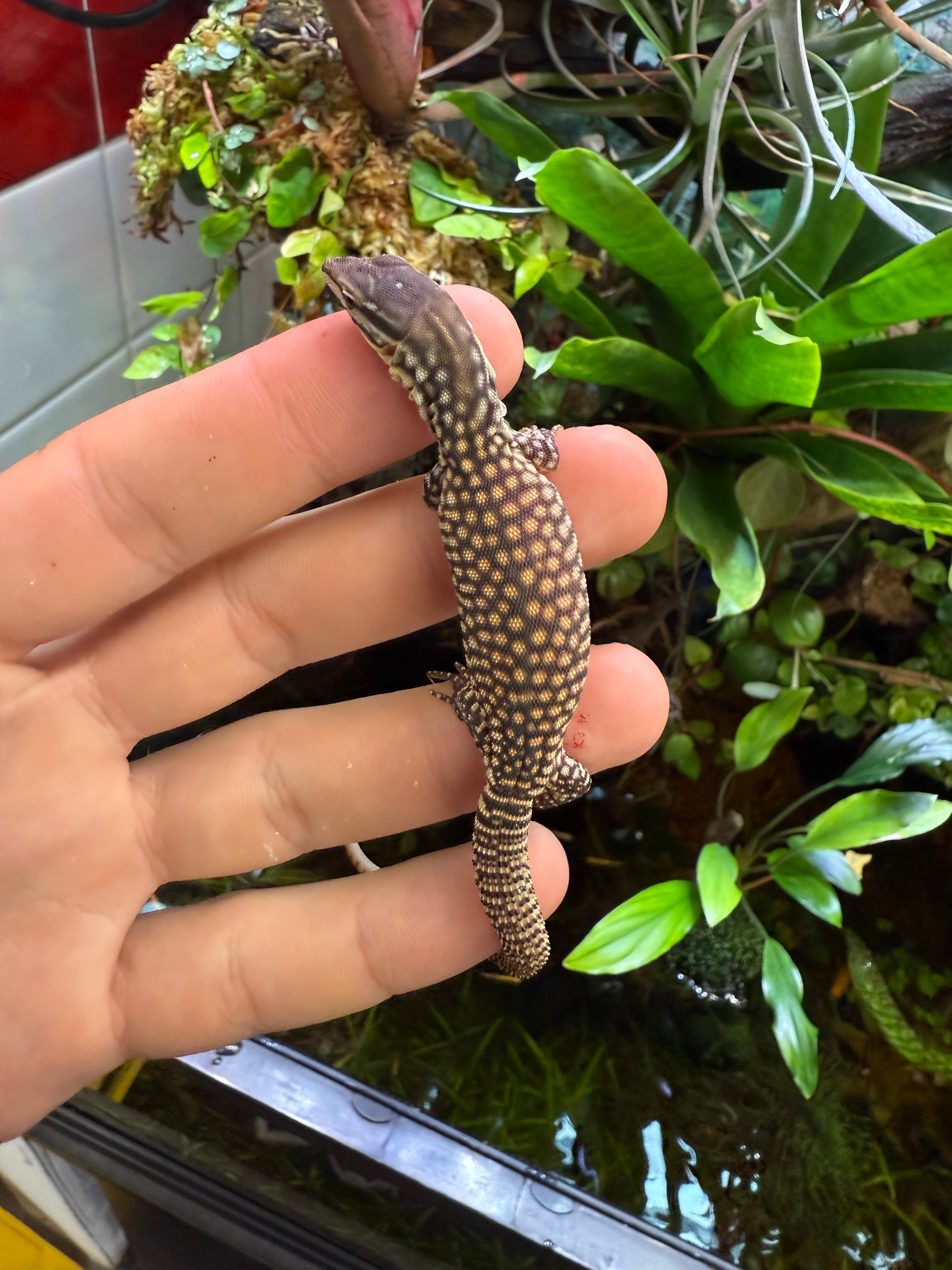 Yellow Ackie Monitor (Varanus acanthurus)