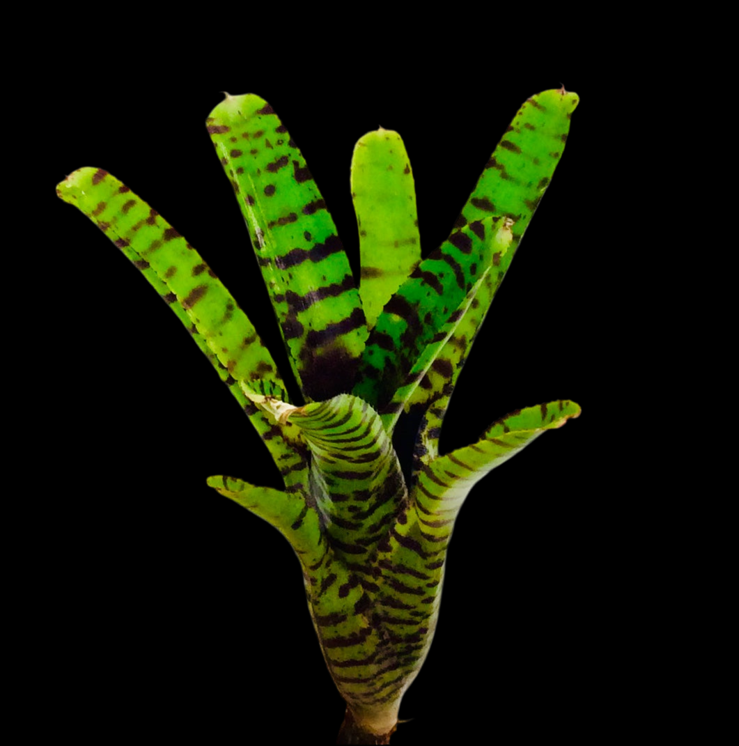 Neoregelia Punctatissima x Blushing Tiger