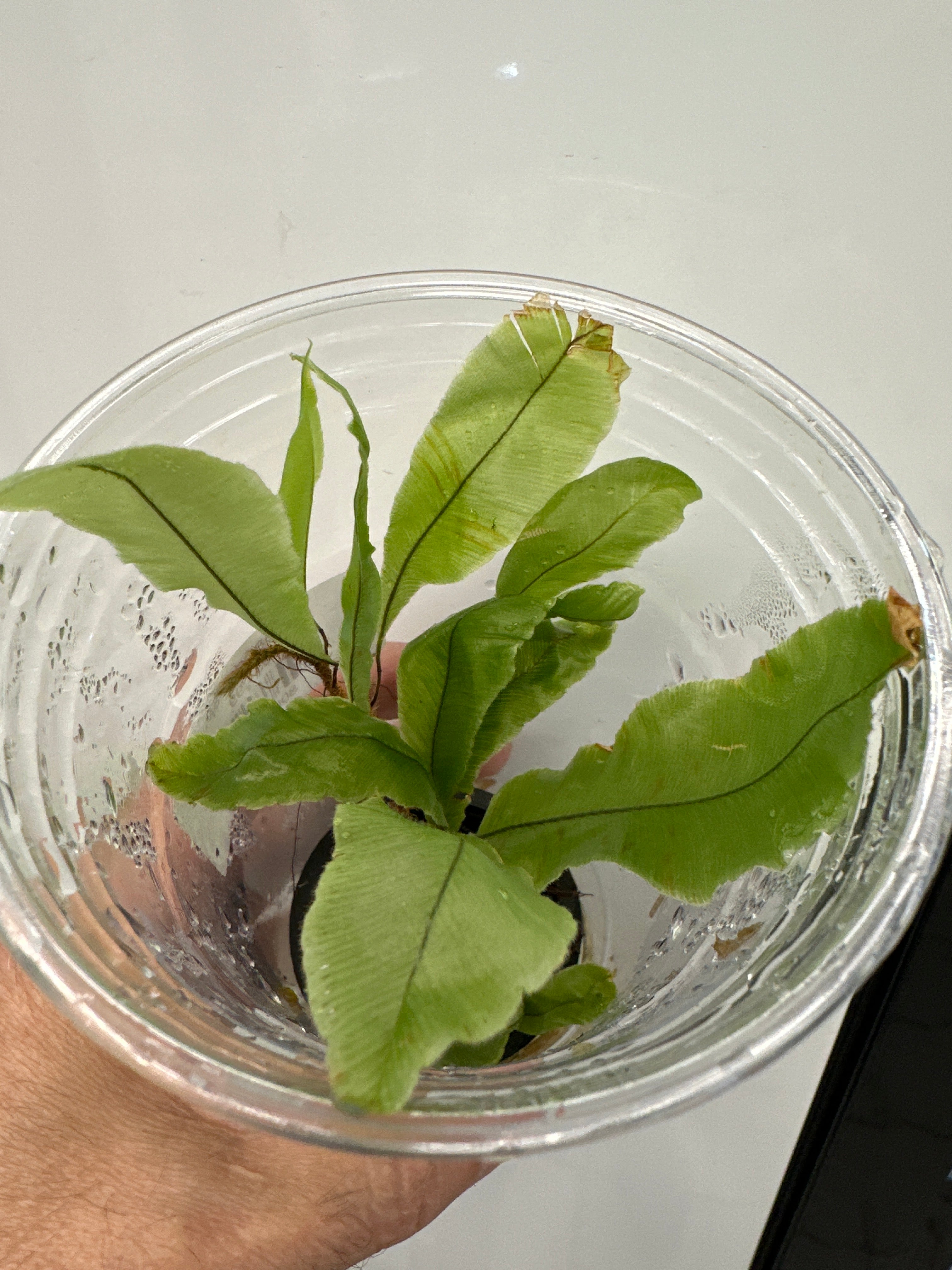 Oleandra sp. #1 Équateur