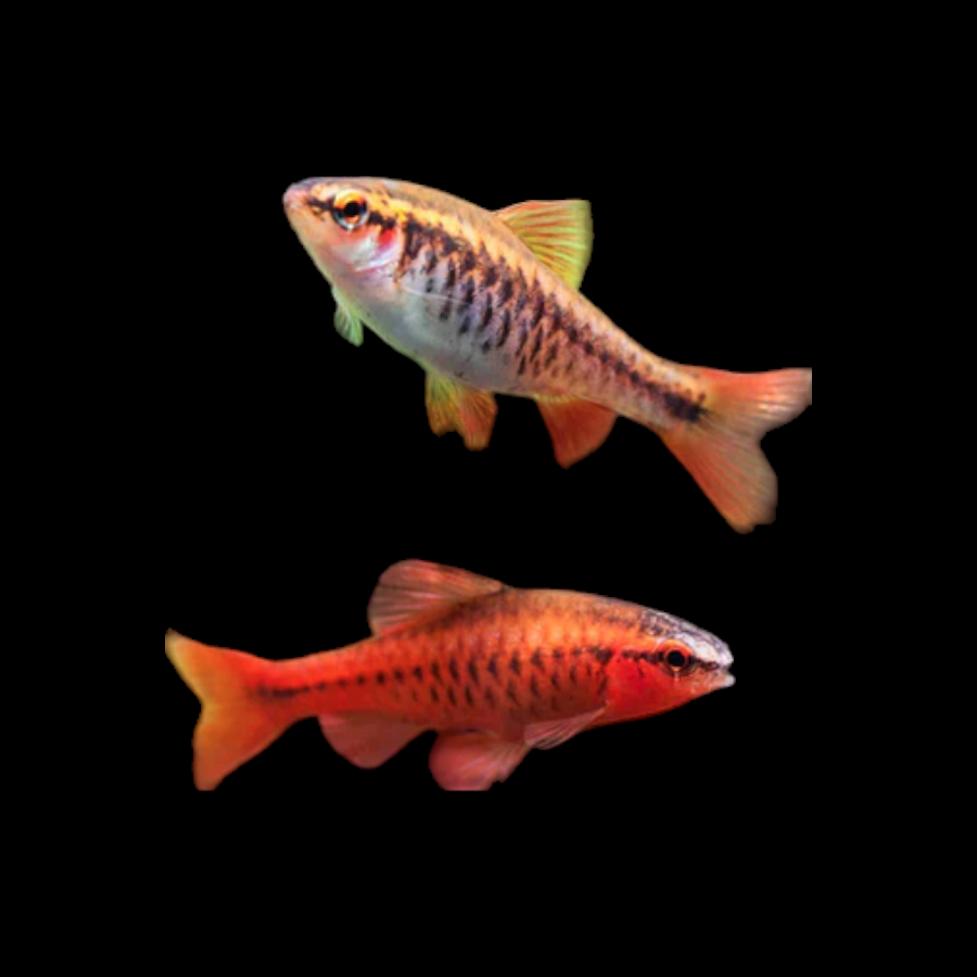 Cherry Barb (Males)