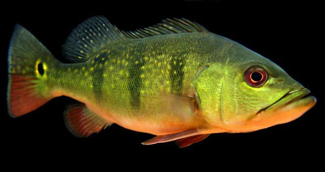 Butterfly Peacock Bass (Cichla ocellaris)