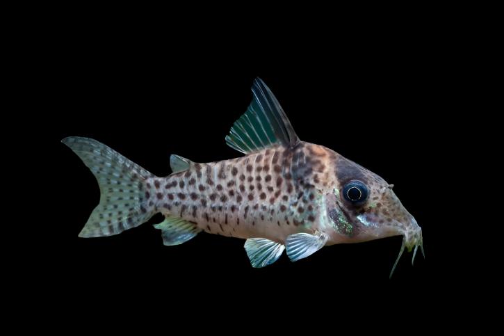 Le chat Cory d'Agassiz