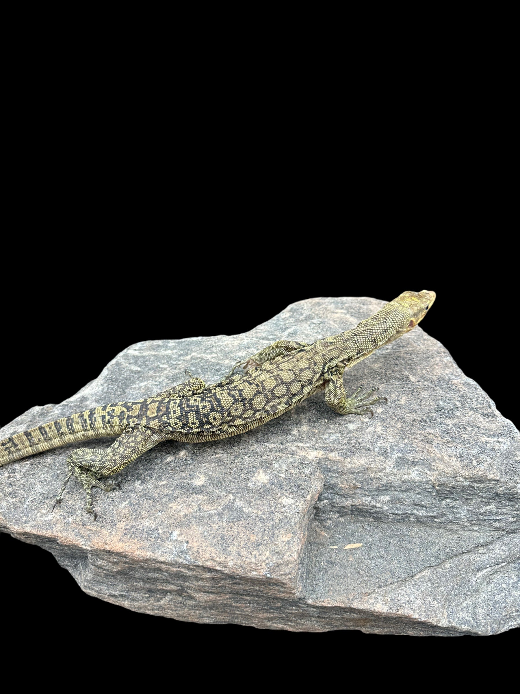 Quince Monitor (Varanus melinus)