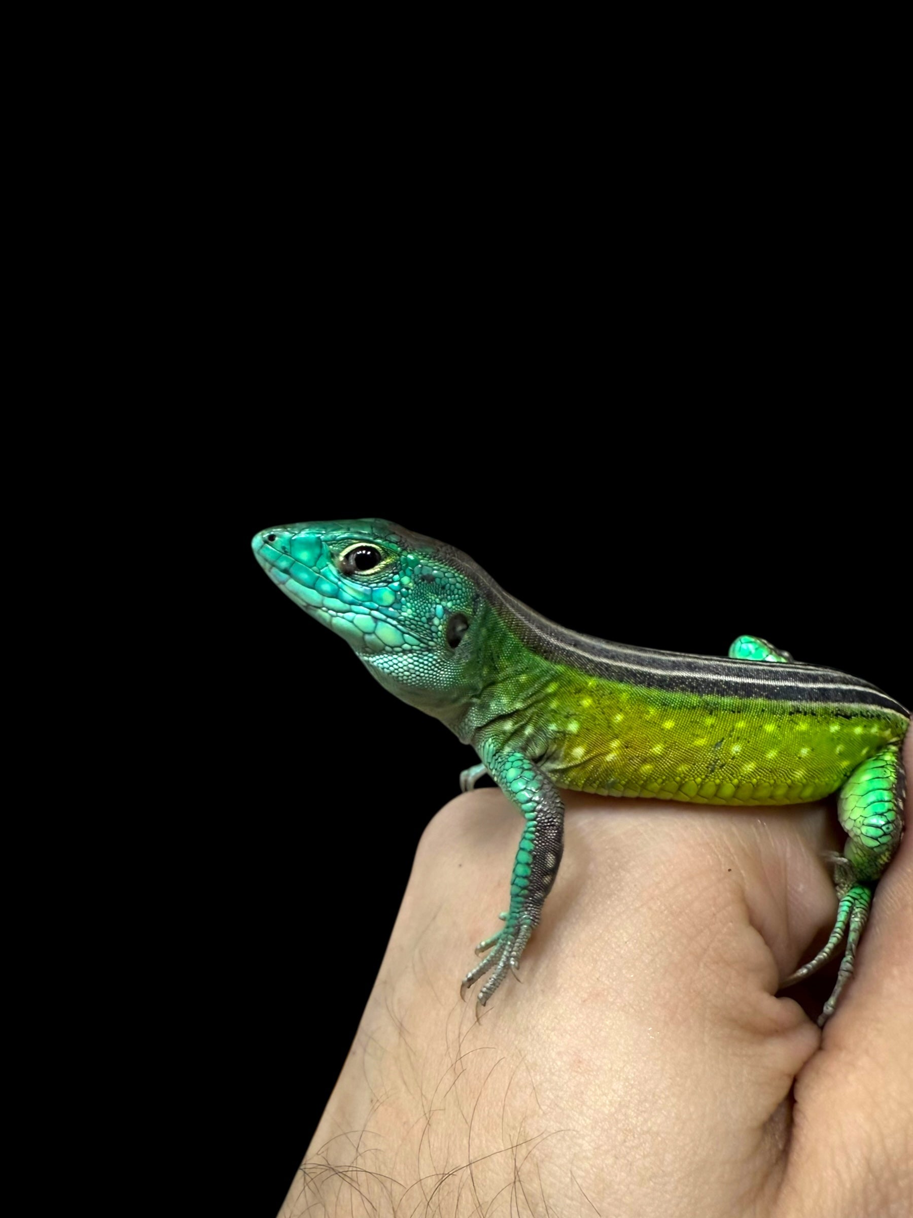 Rainbow Whiptail (Cnemidophorus lemniscatus)