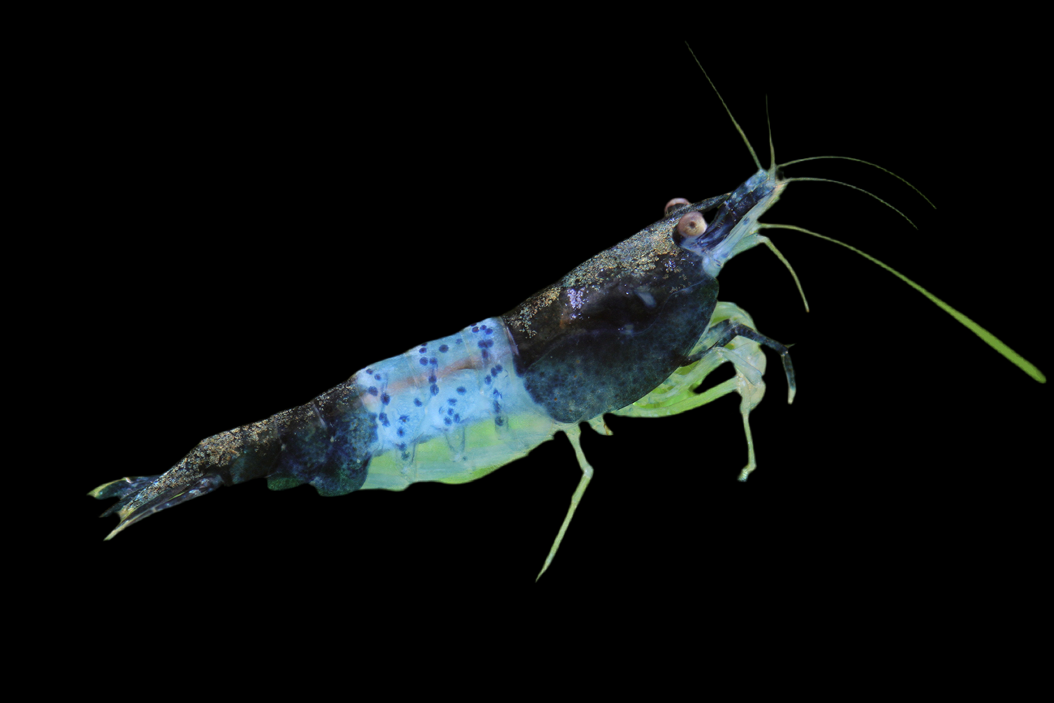 Green Rili Shrimp