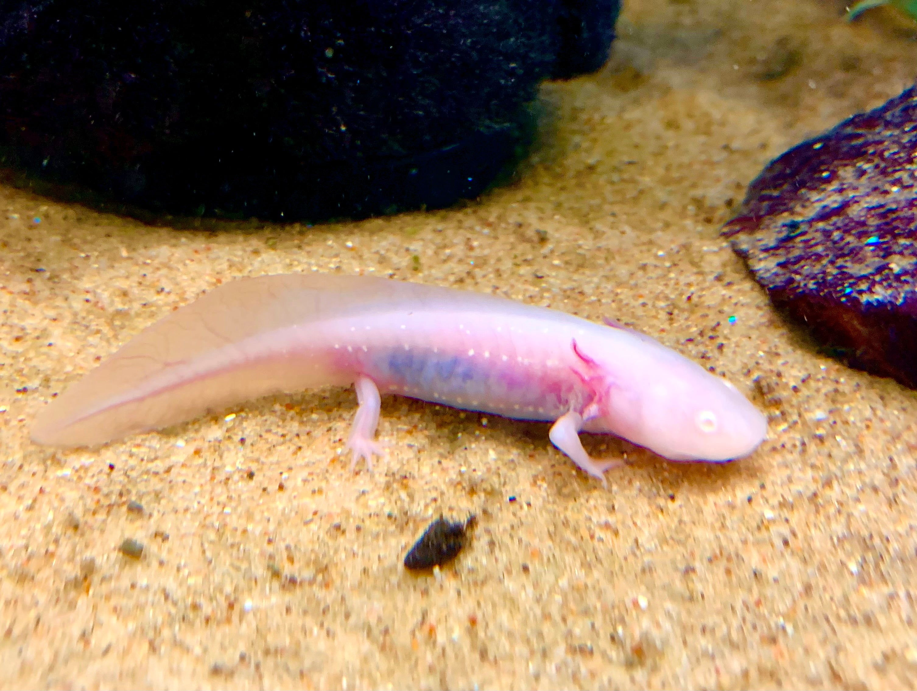Axolotl albinos 4″