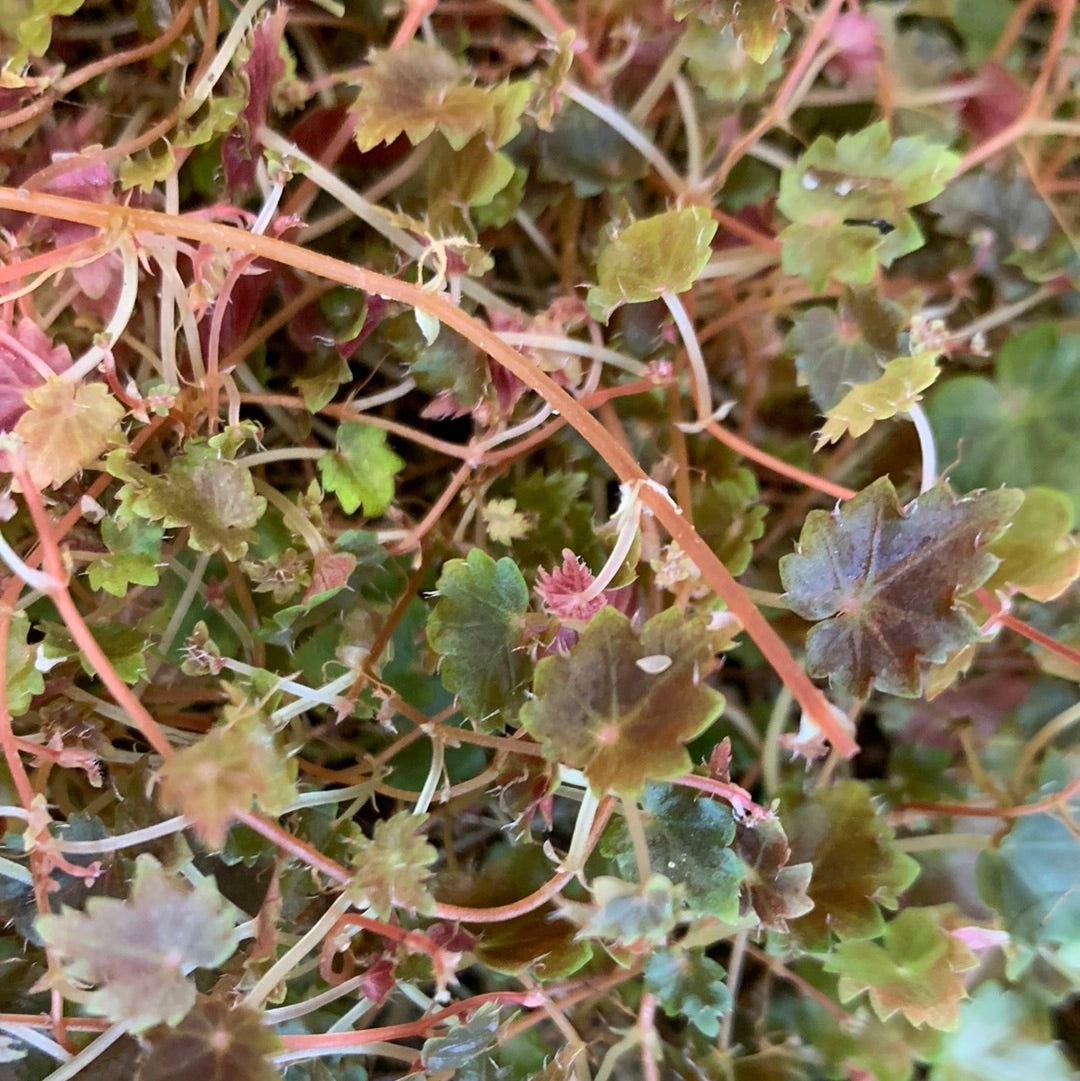 Begonia sp. 'Maldonado'