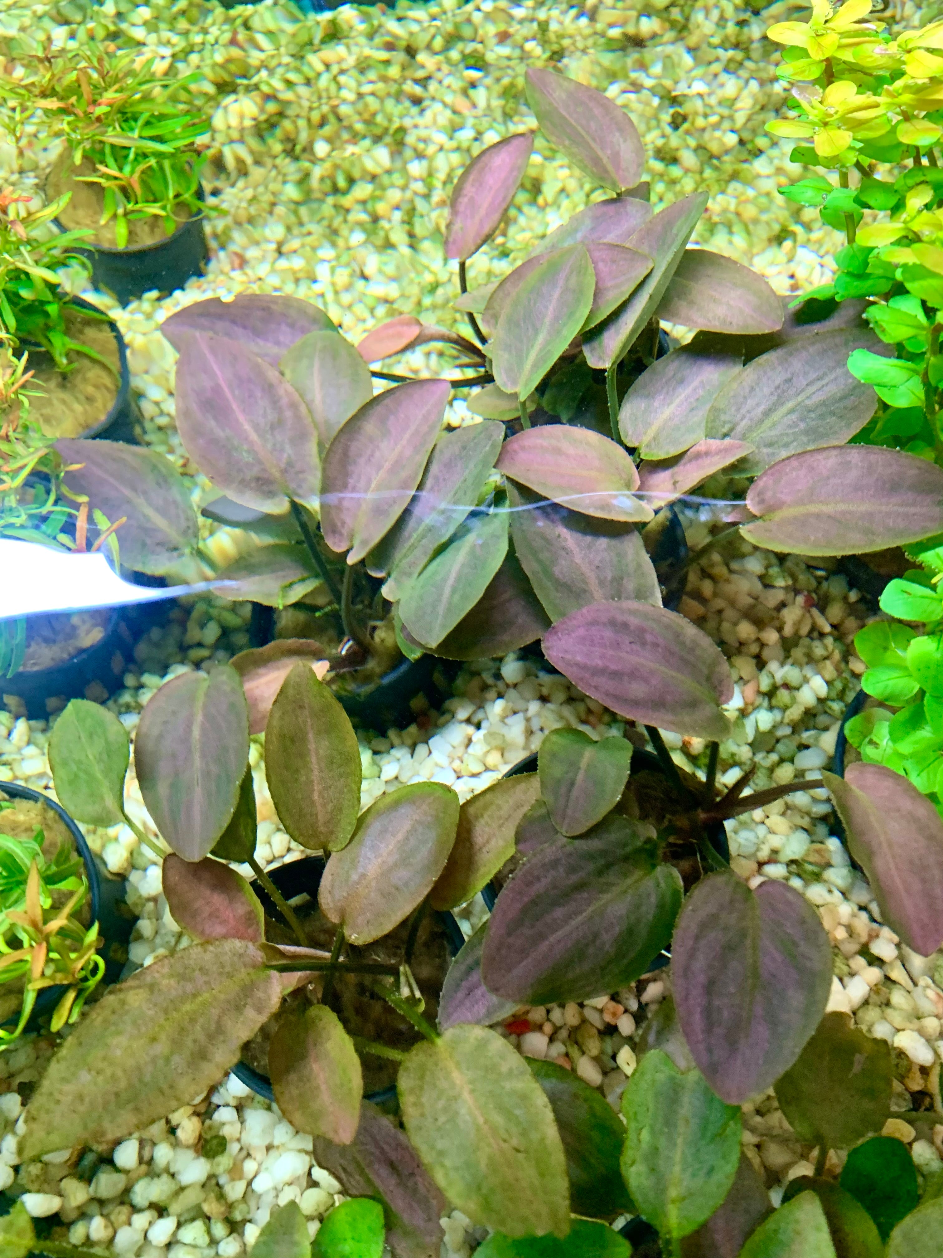 Lagenandra meeboldii 'Red Round' (en pot)