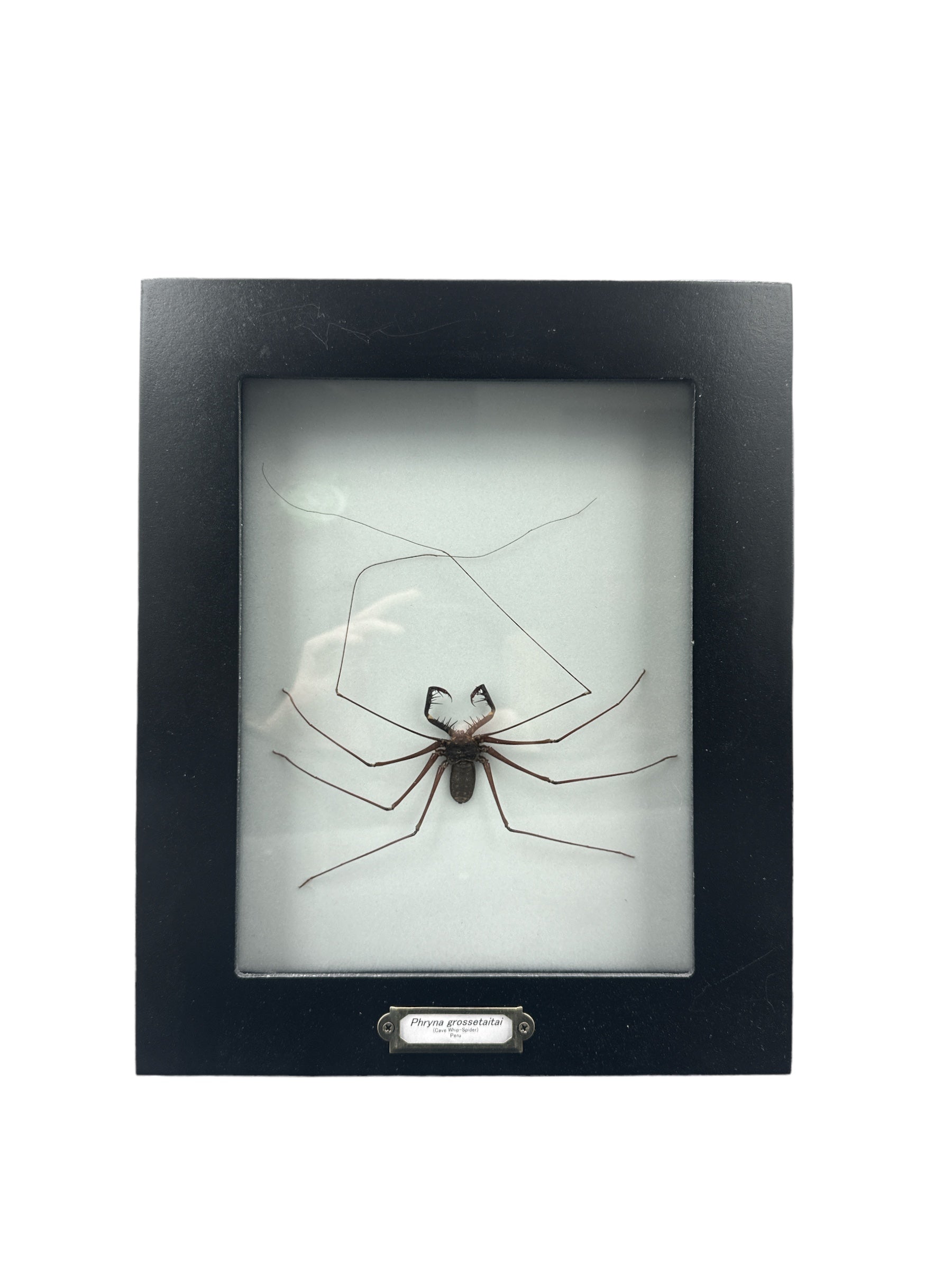 Phryna grossetaitai (scorpions fouets sans queue) - Cadre 7x9"