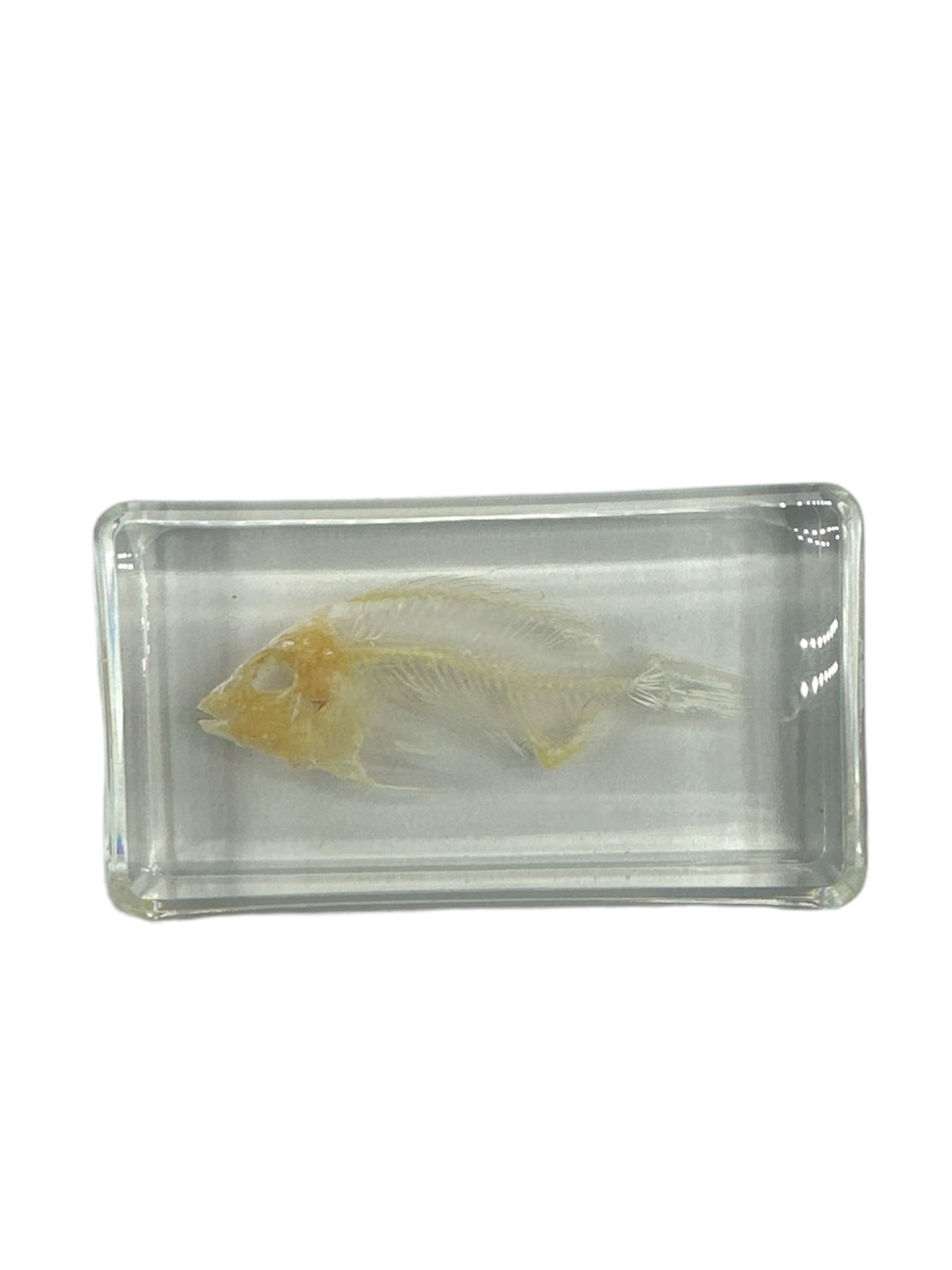 Fish Skeleton - Specimen In Resin