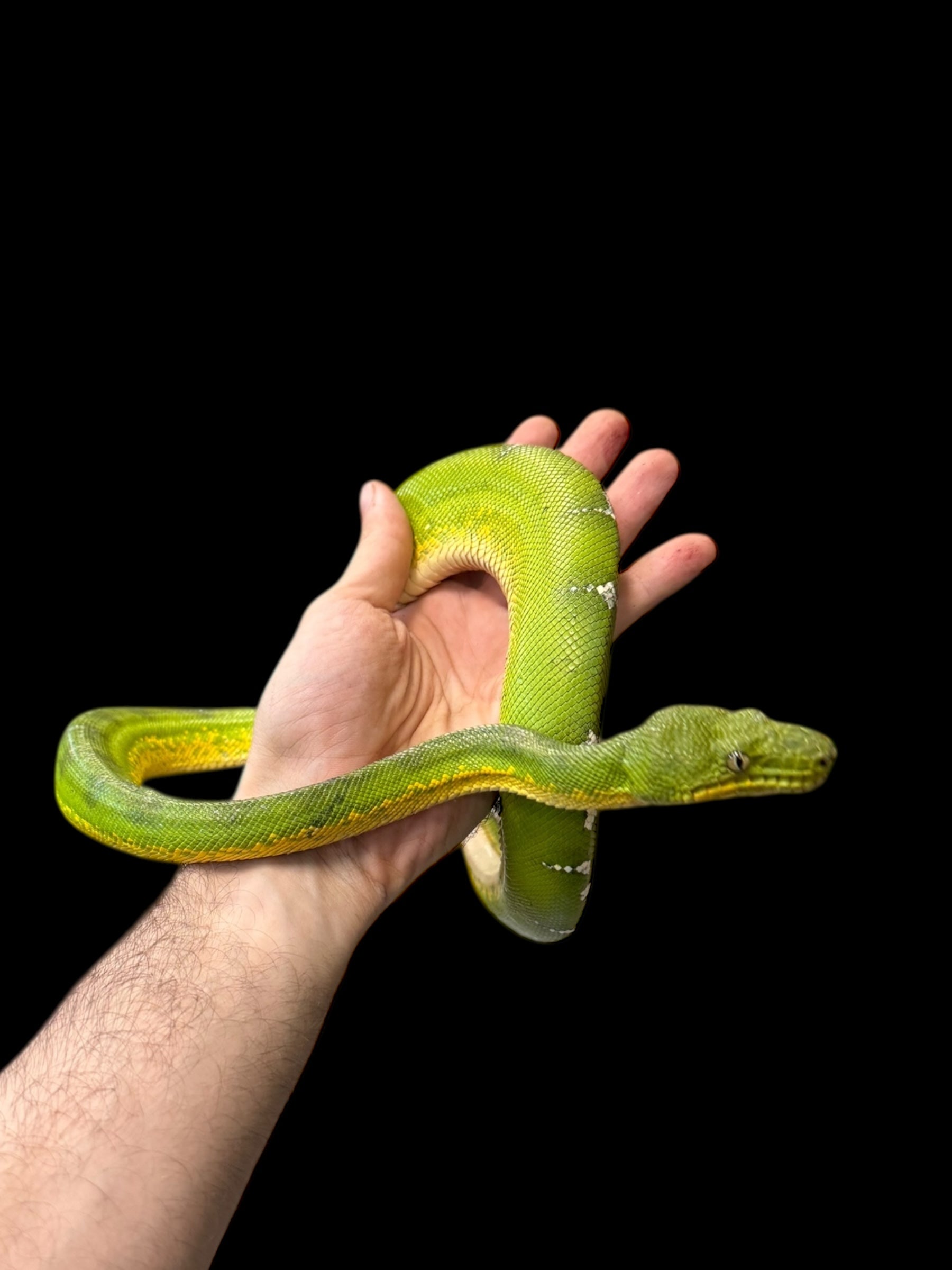Emerald Tree Boa (Guyana)
