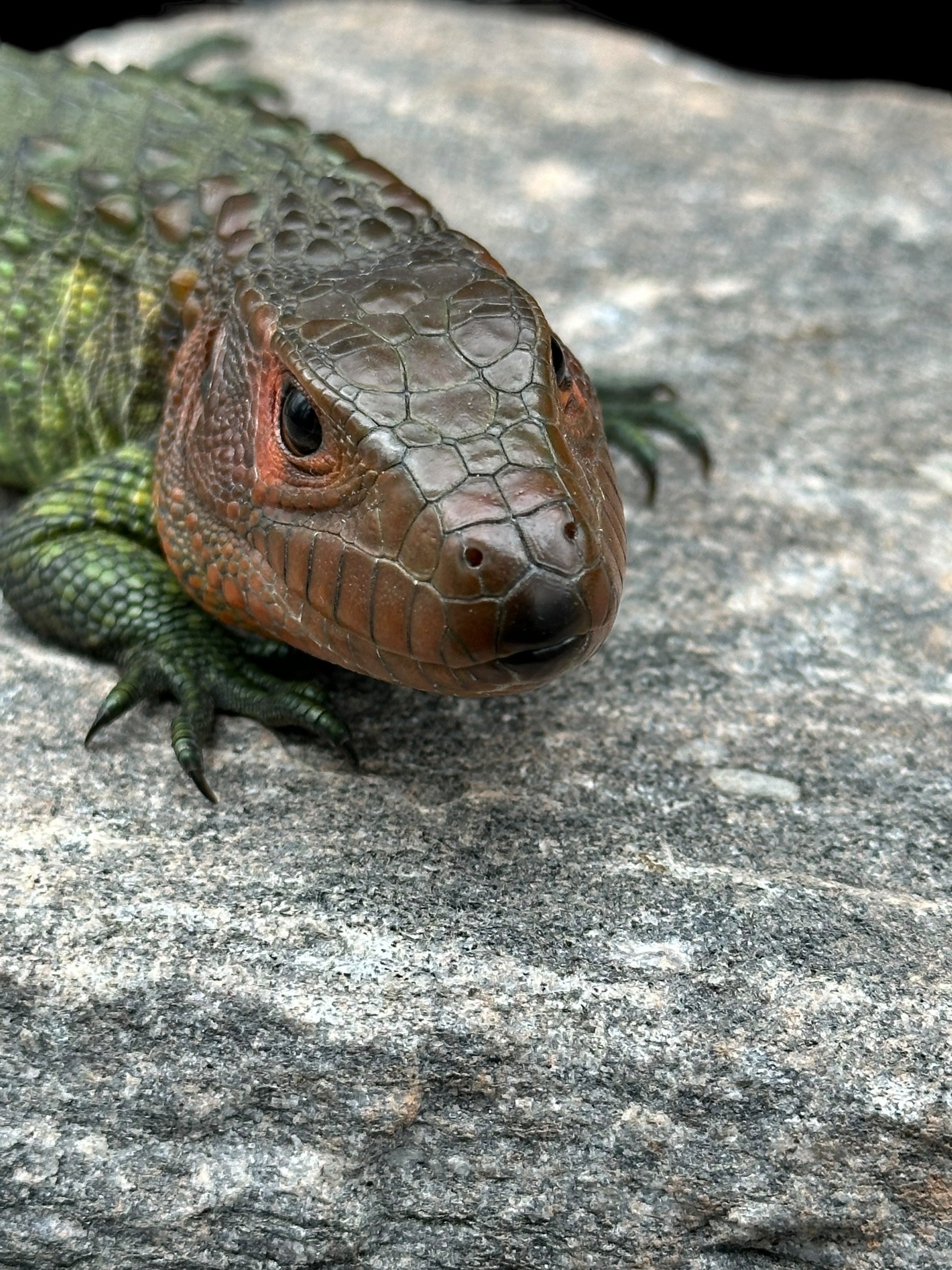 Caiman Lizard