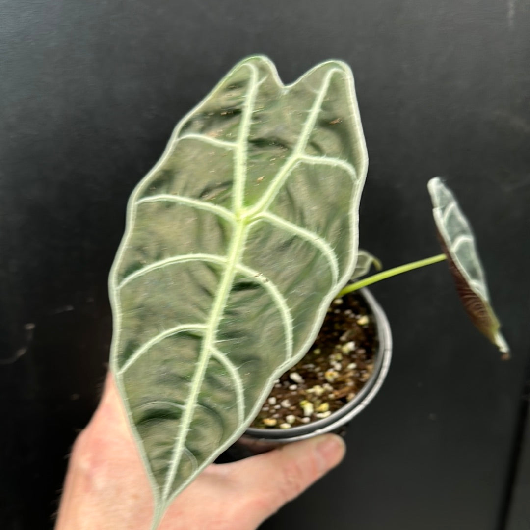 Alocasia watsoniana