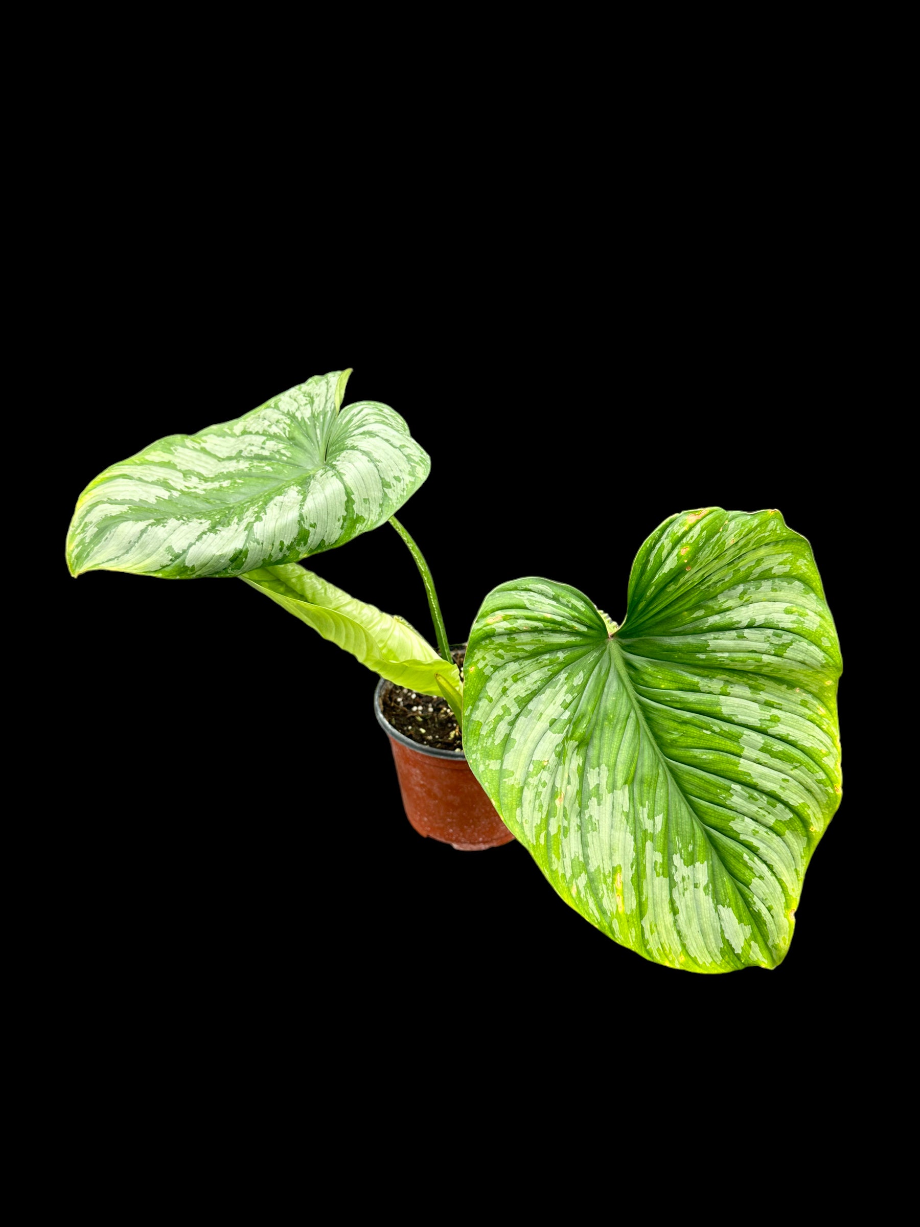 Philodendron mamei Silver Cloud