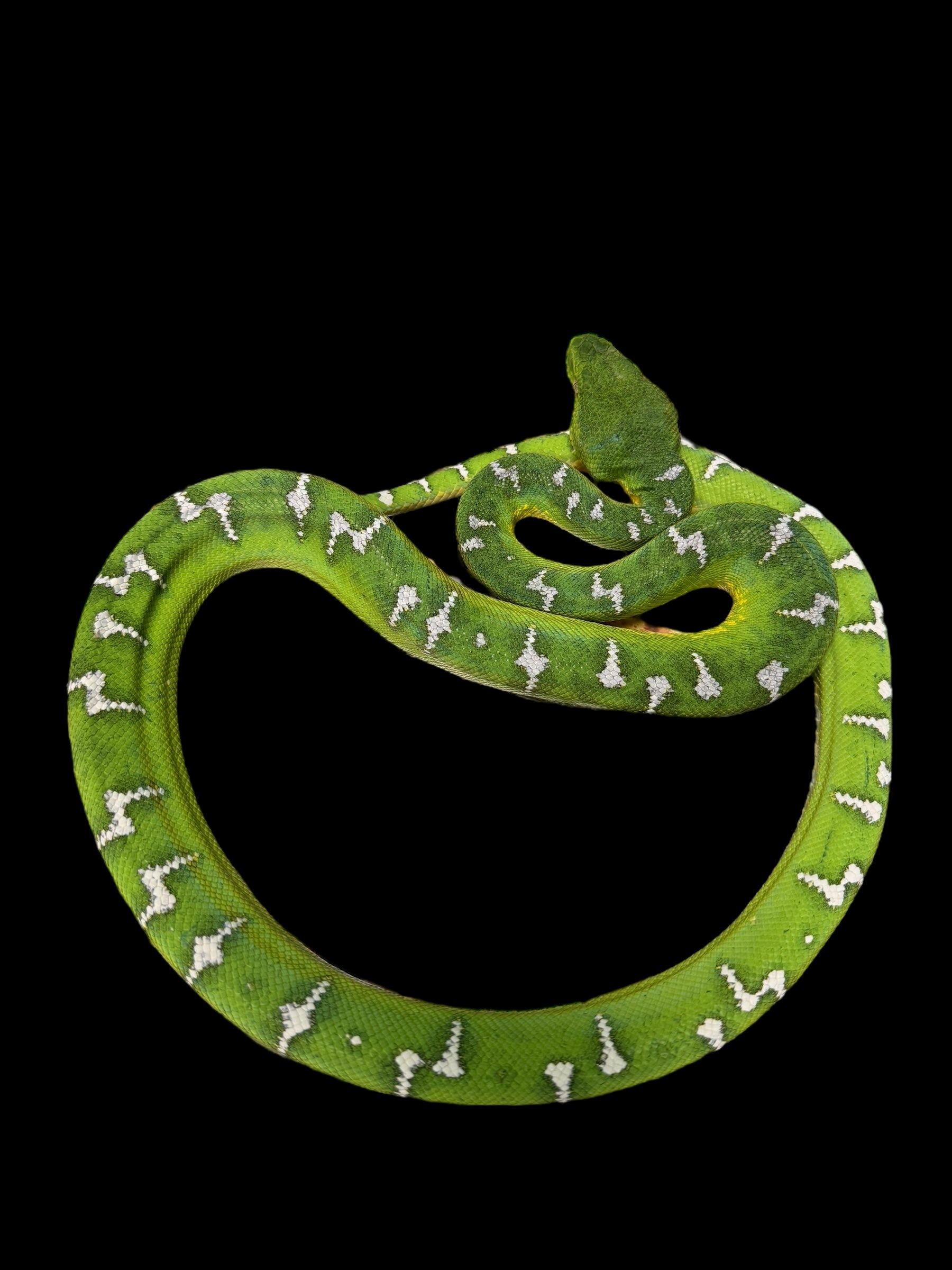 Emerald Tree Boa (Guyana)