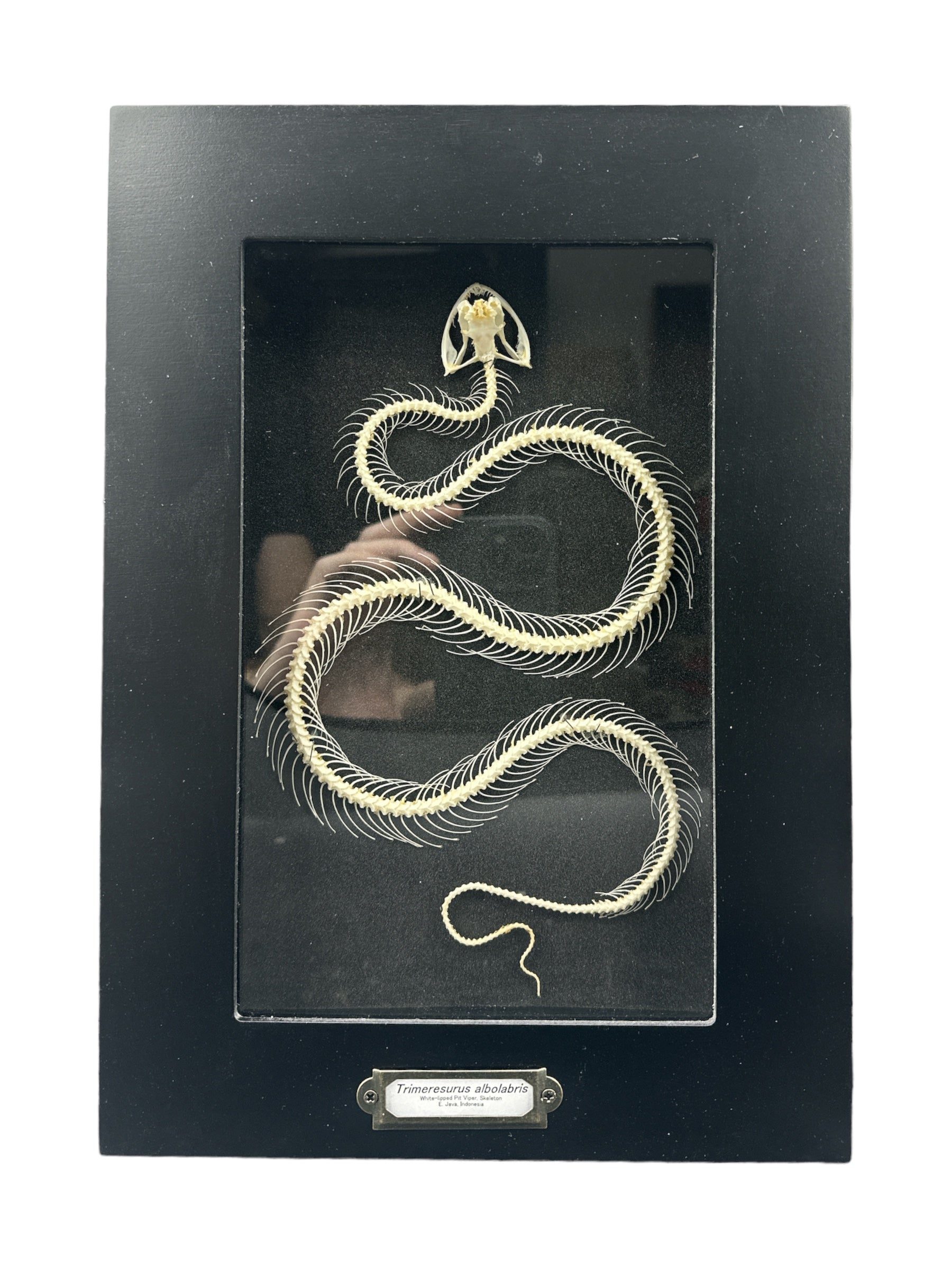Squelette de vipère à lèvres blanches (Trimeresurus albolabris) encadré