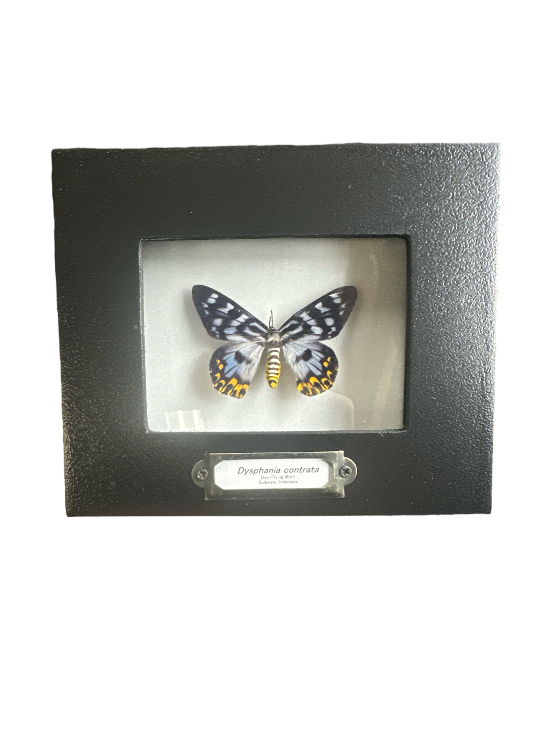 Dysphania contrata ou transducta (Papillon diurne) - Cadre 2x3"
