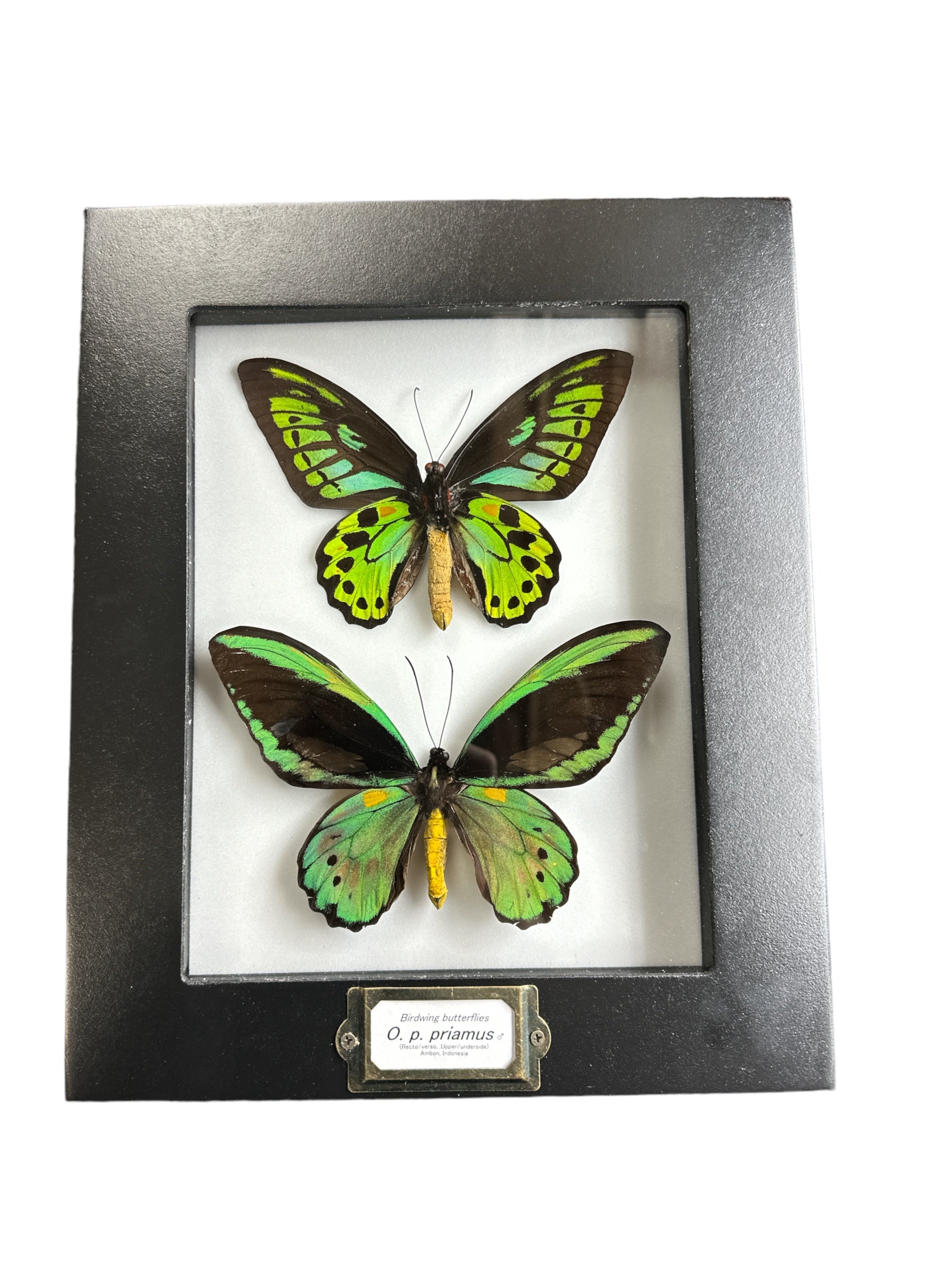Common Green Birdwing - Male Upper/Underside x 2 (Ornithoptera priamus priamus) - 7x9" Frame