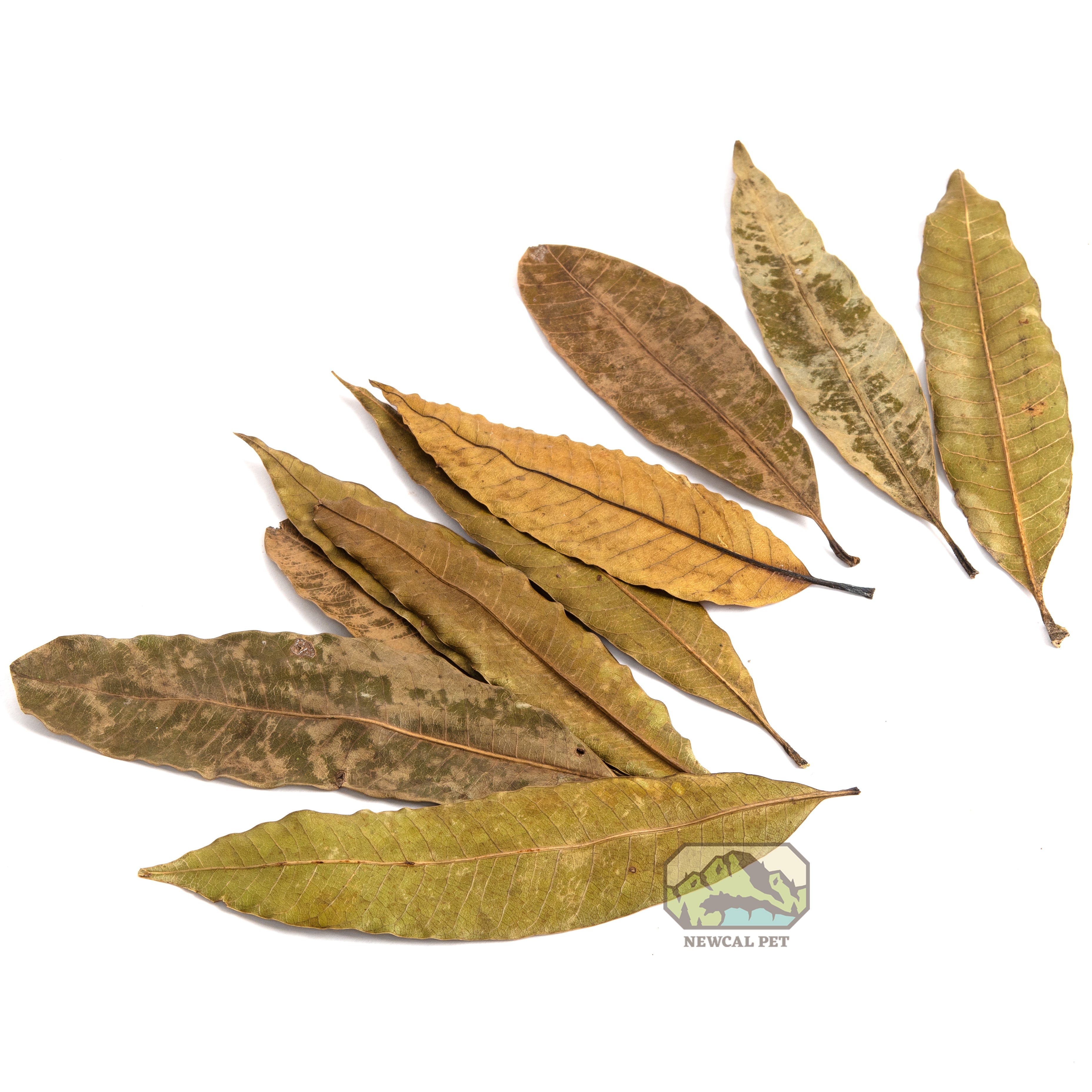 Feuilles de mangue de NewCal