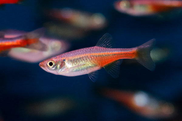Danio Fireline