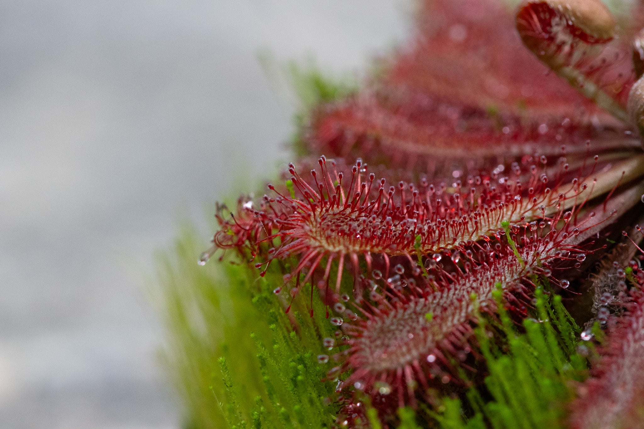 Drosera ultramafica