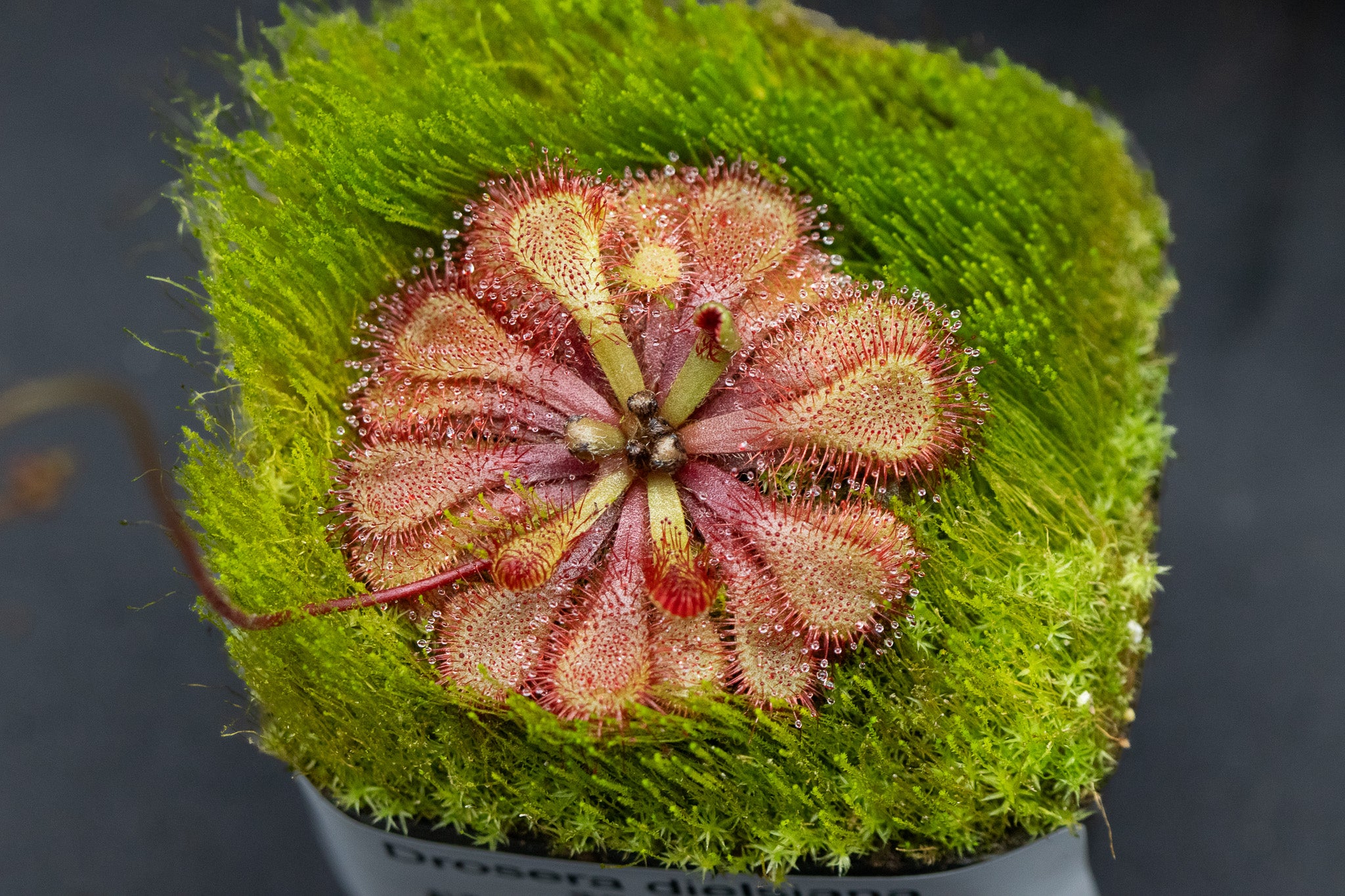 Drosera dielsiana