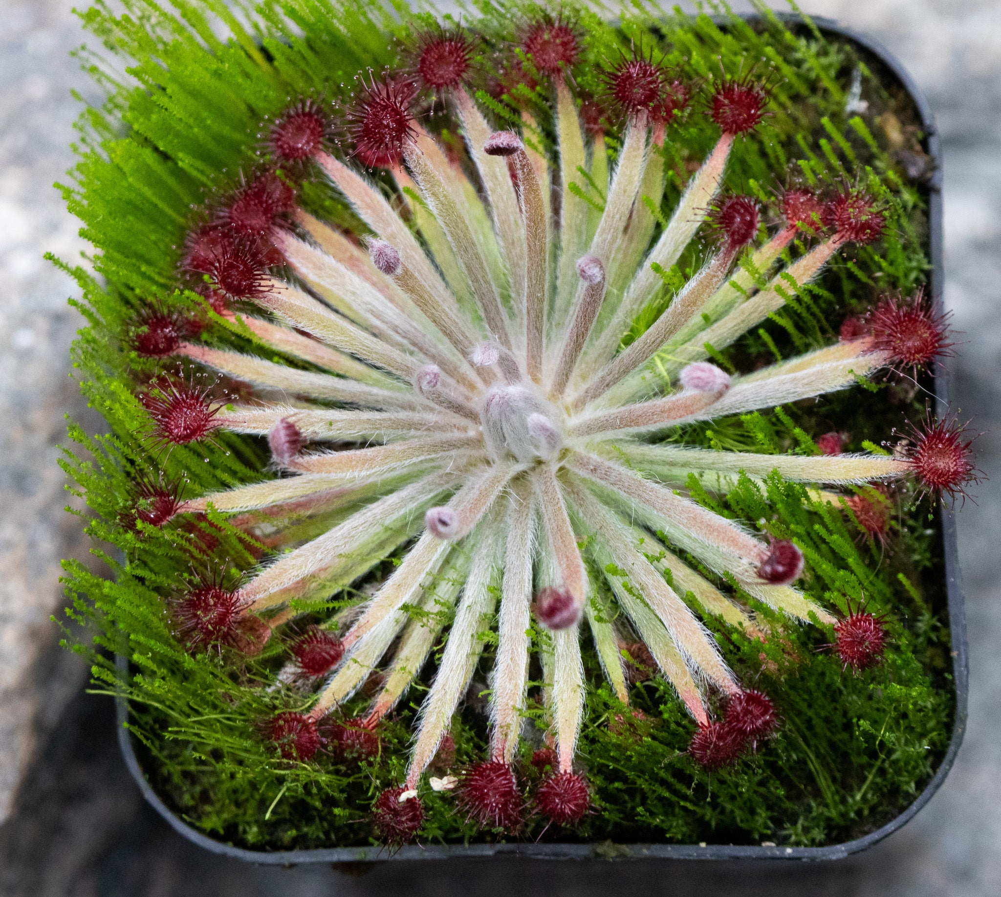 Drosera lanata