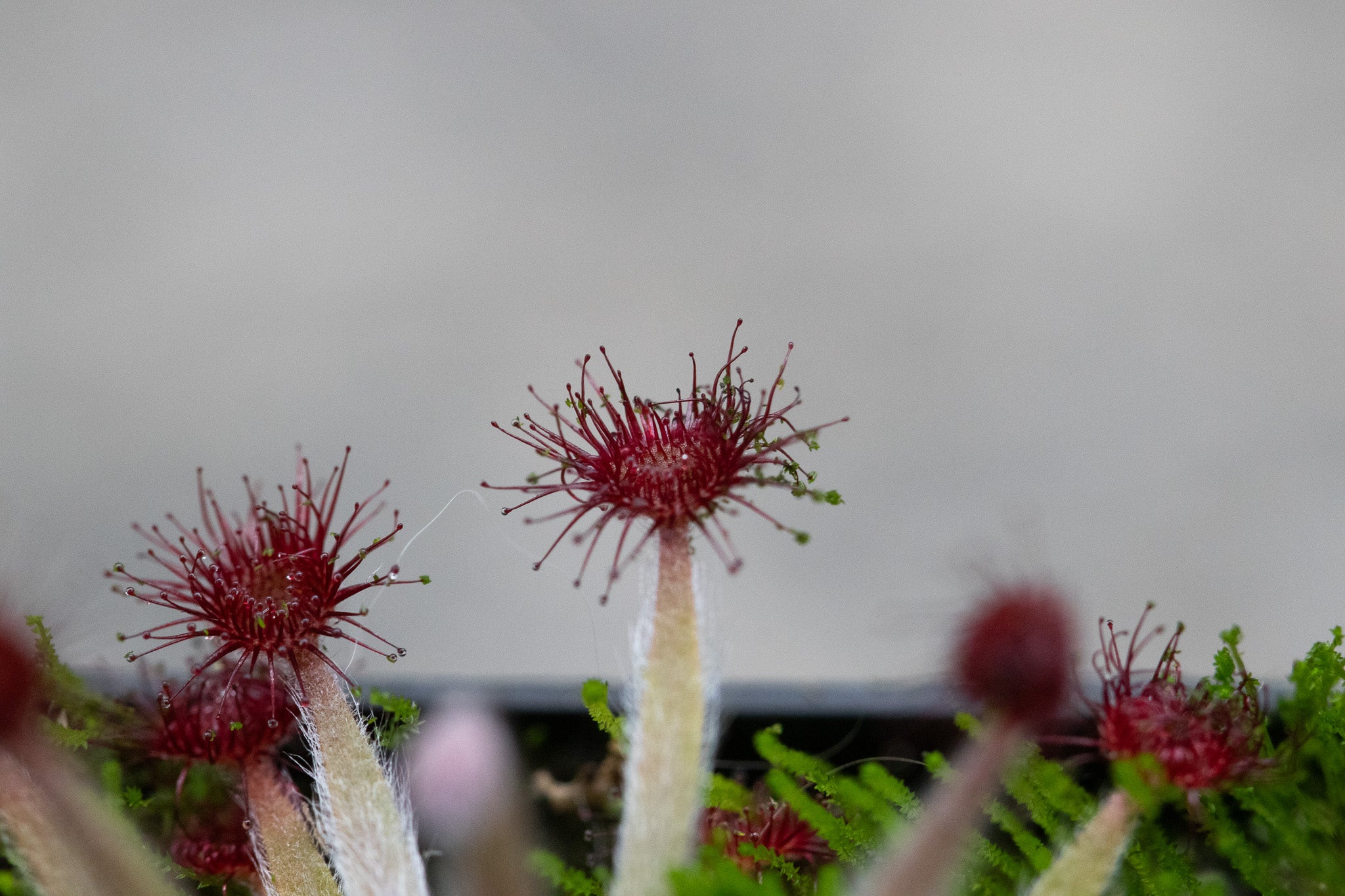 Drosera lanata