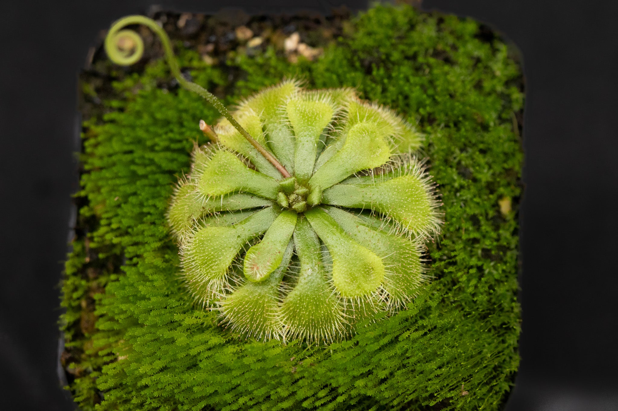Drosera natalensis
