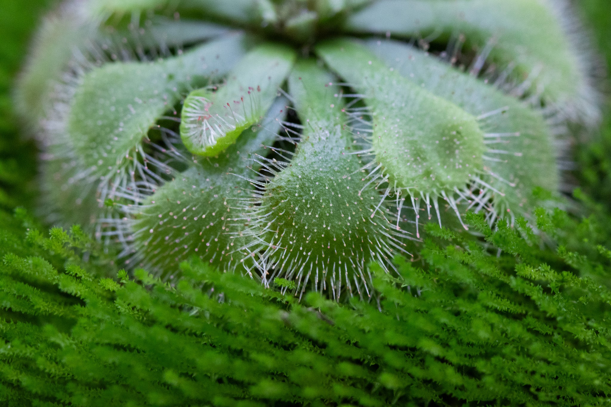 Drosera natalensis