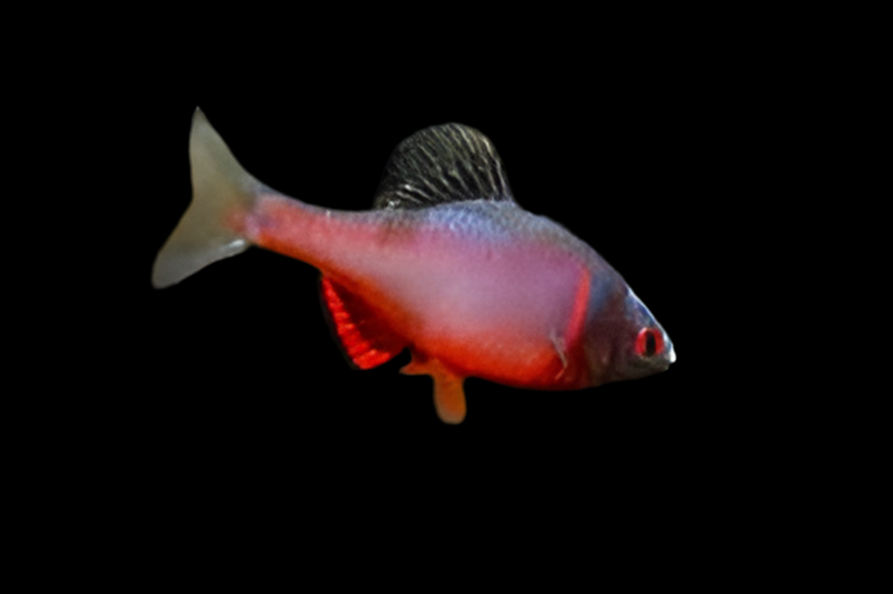 Volcano Bitterling (mâles seulement)