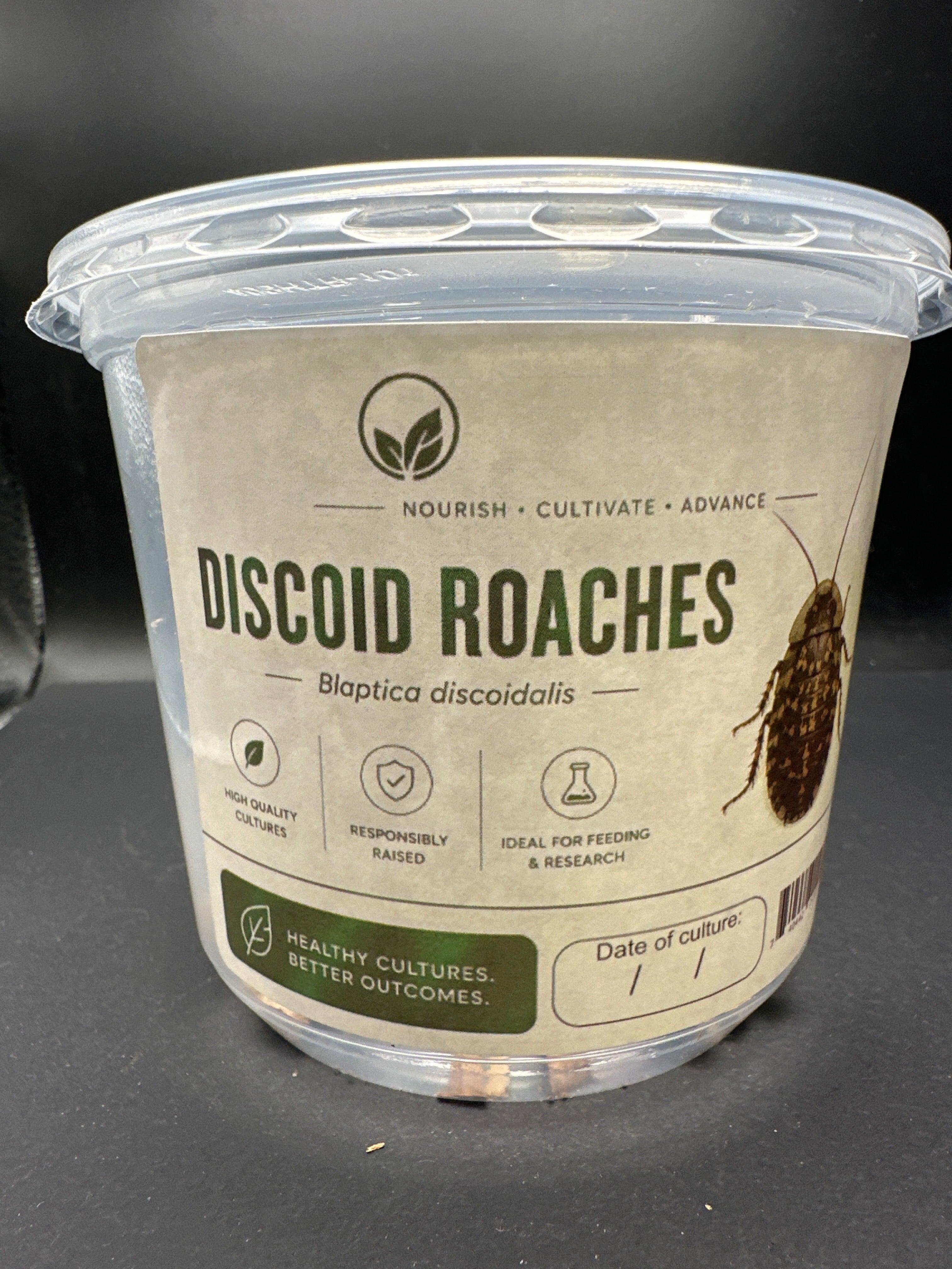 Discoid Roach