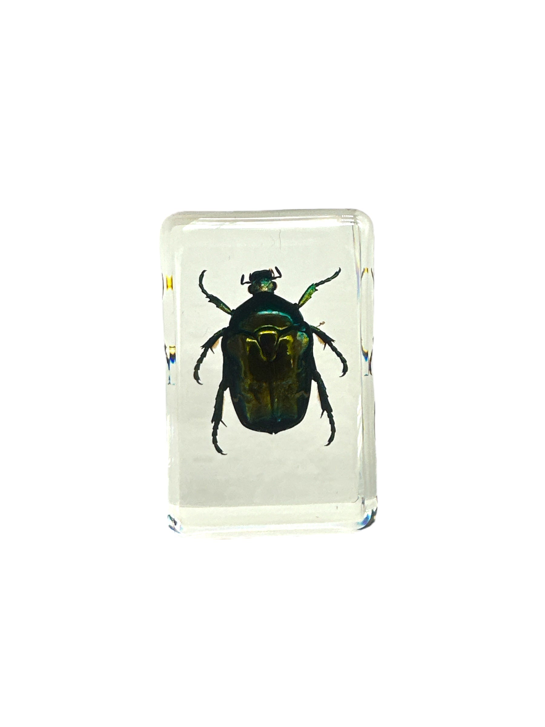 Cetonia aurate - Specimen In Resin