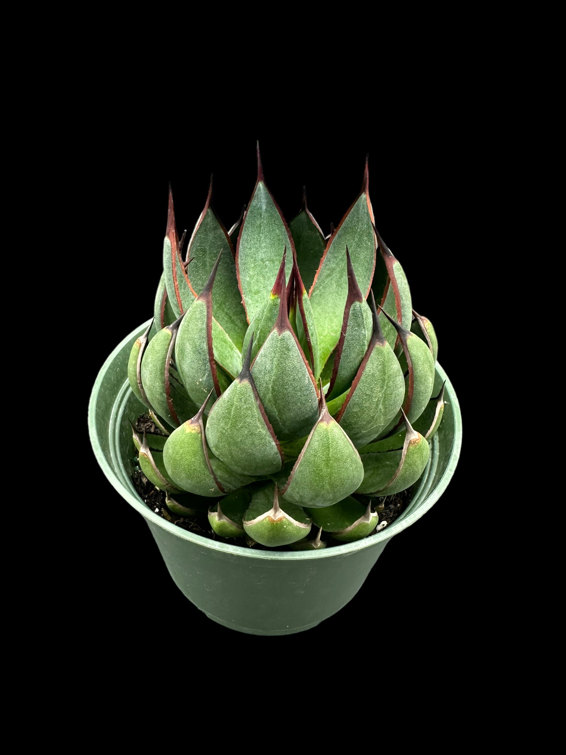 Mains en prière de Mangave