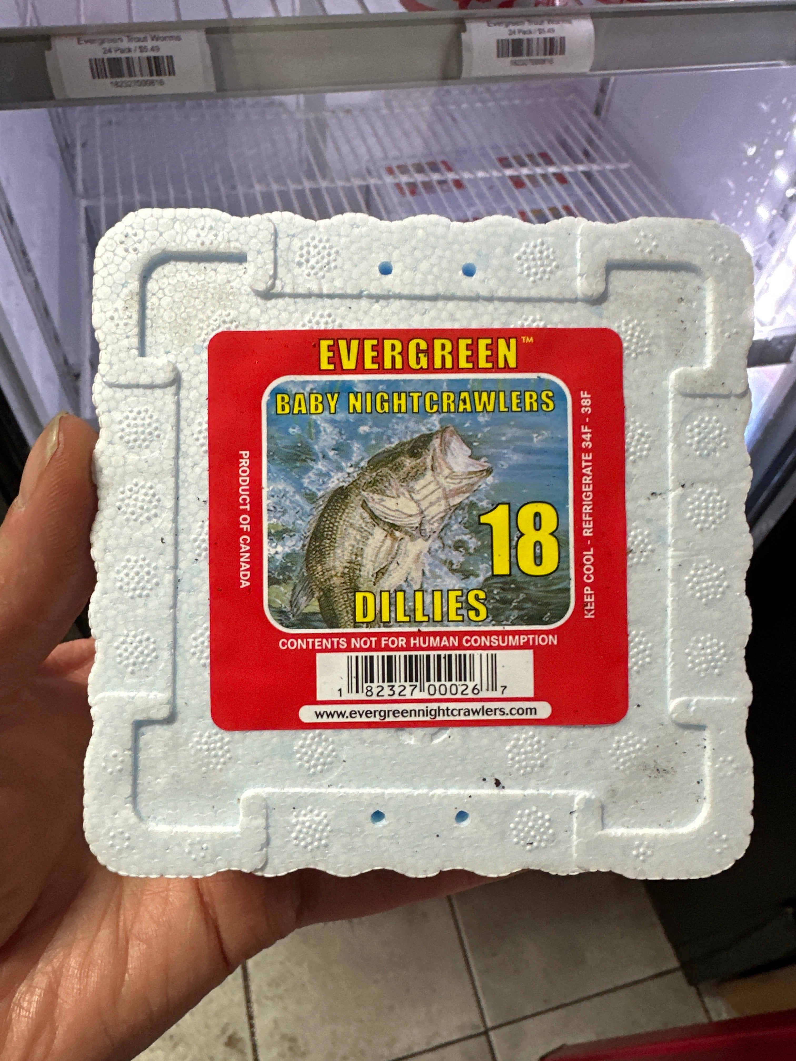 Evergreen Dillies (Young Earth Worms)