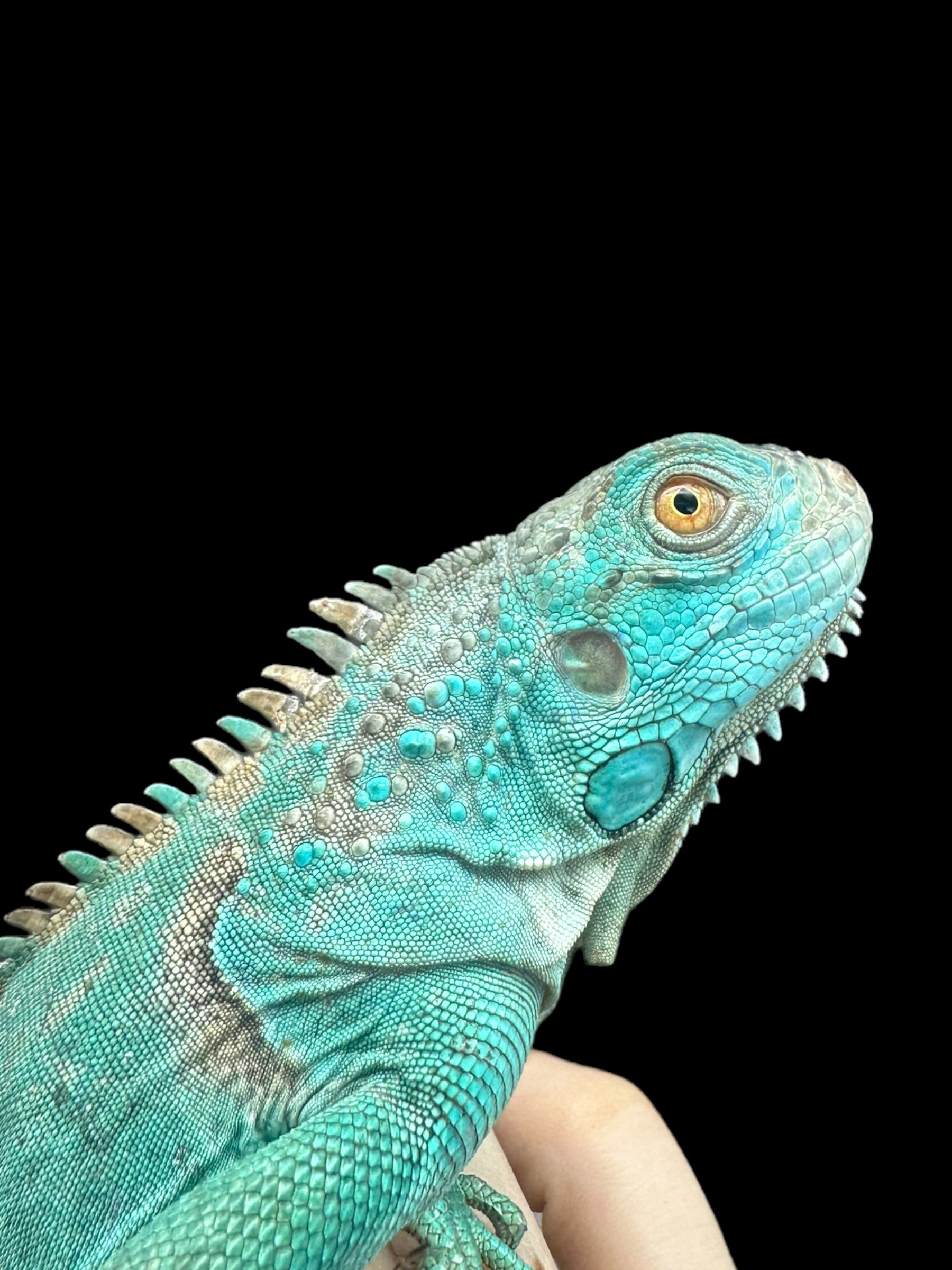 Iguane (bleu)