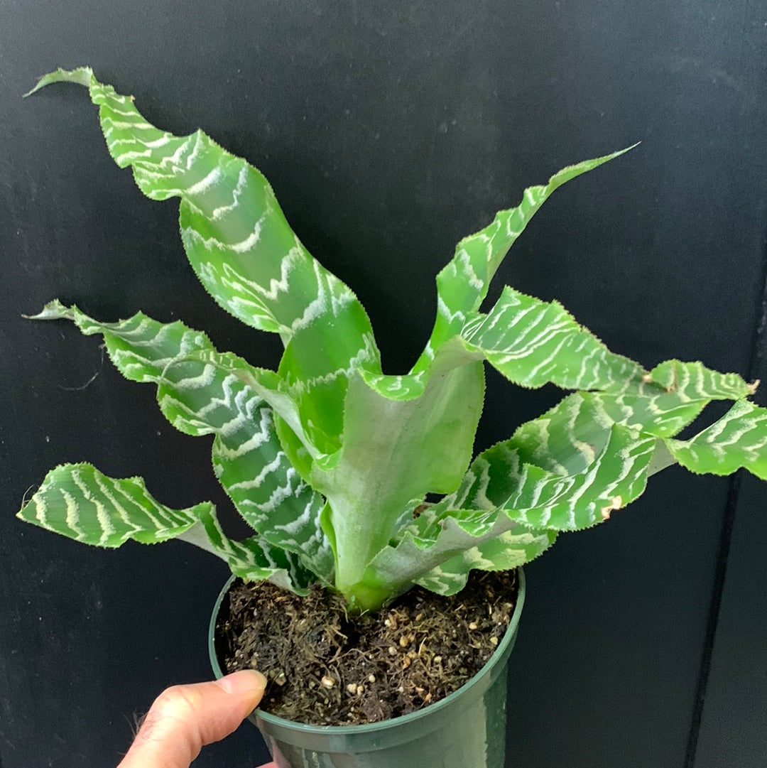 Cryptanthus Betty