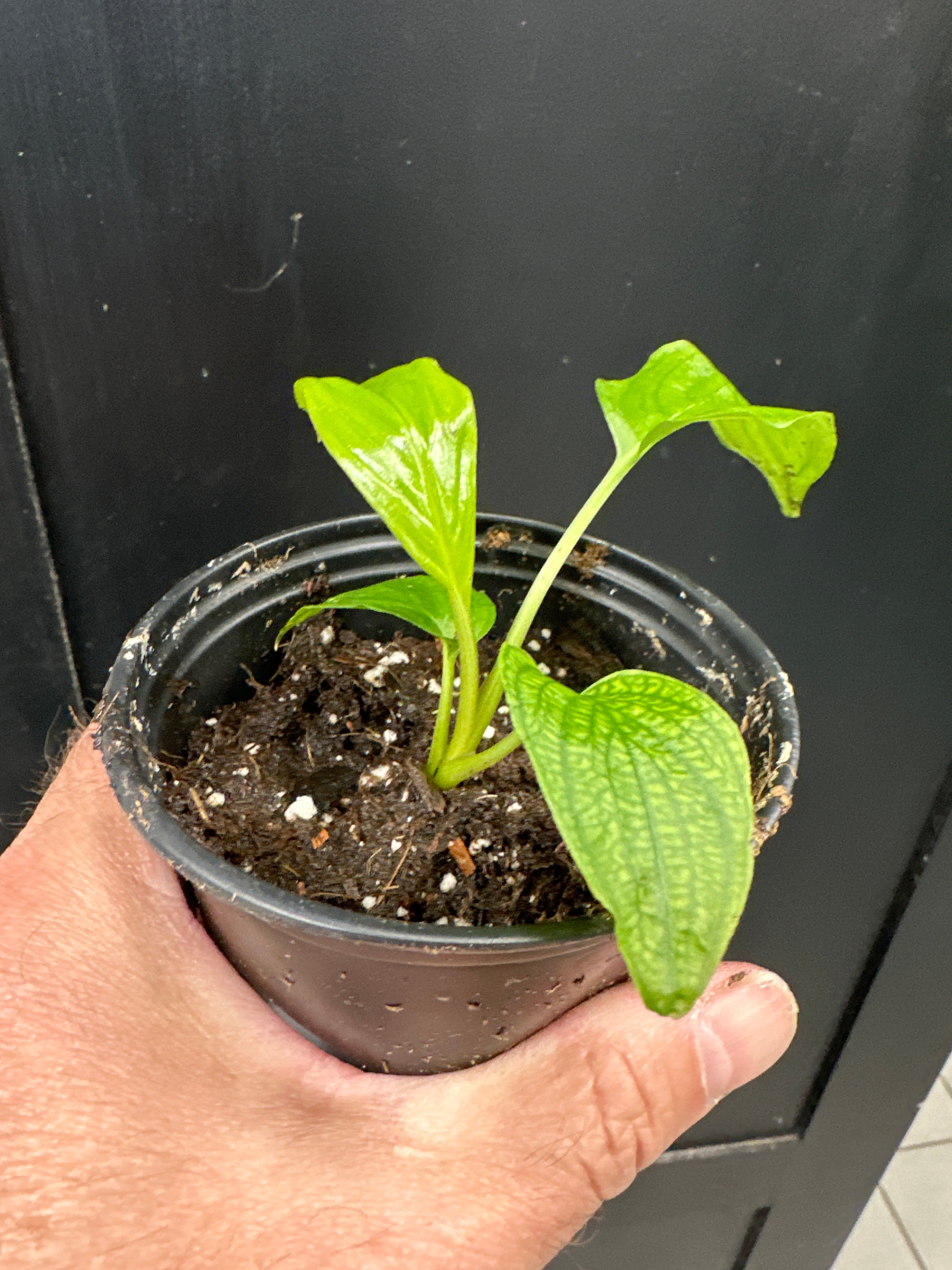 Fleur de chauve-souris blanche