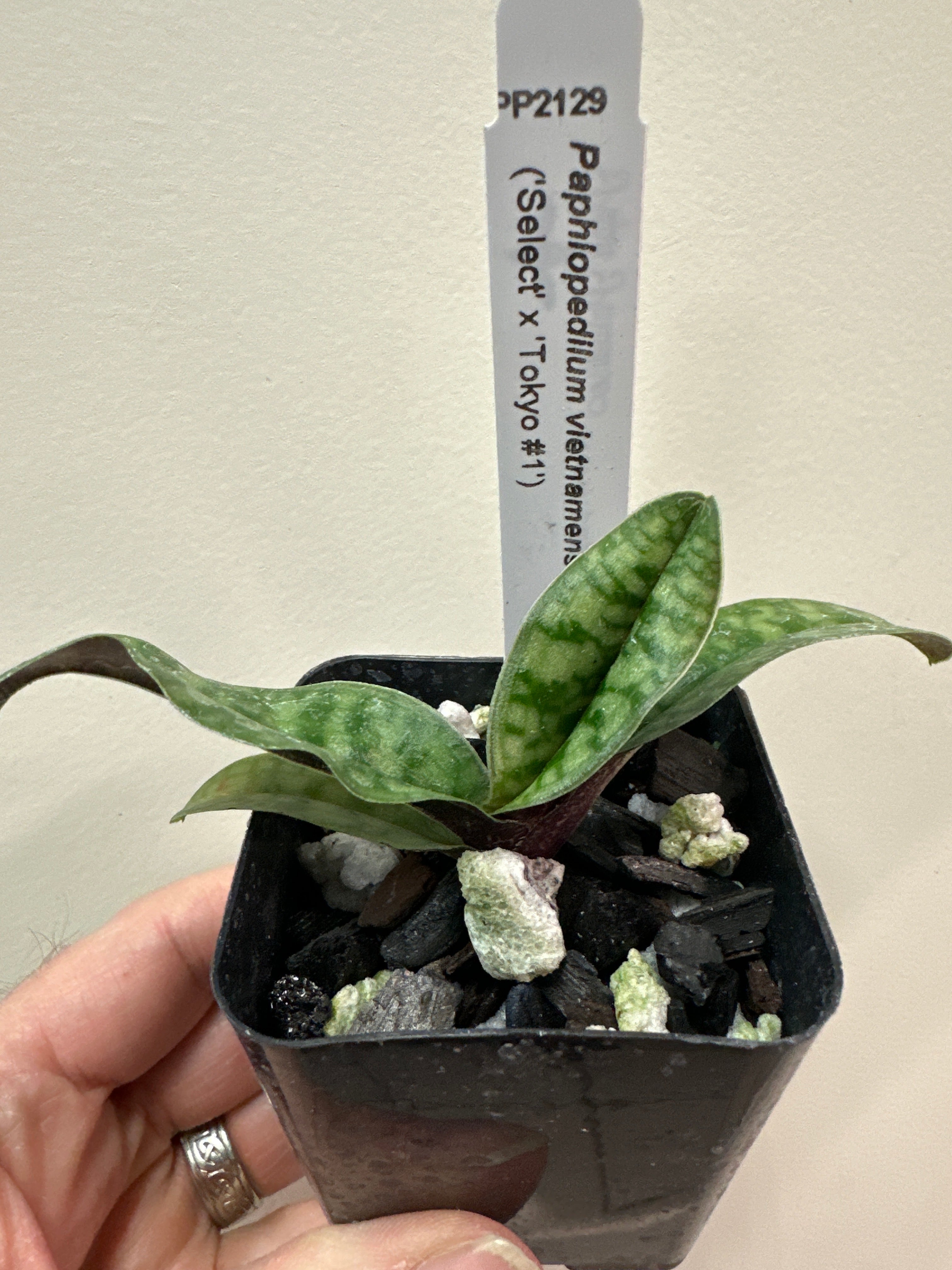 Paphiopedilum vietnamien