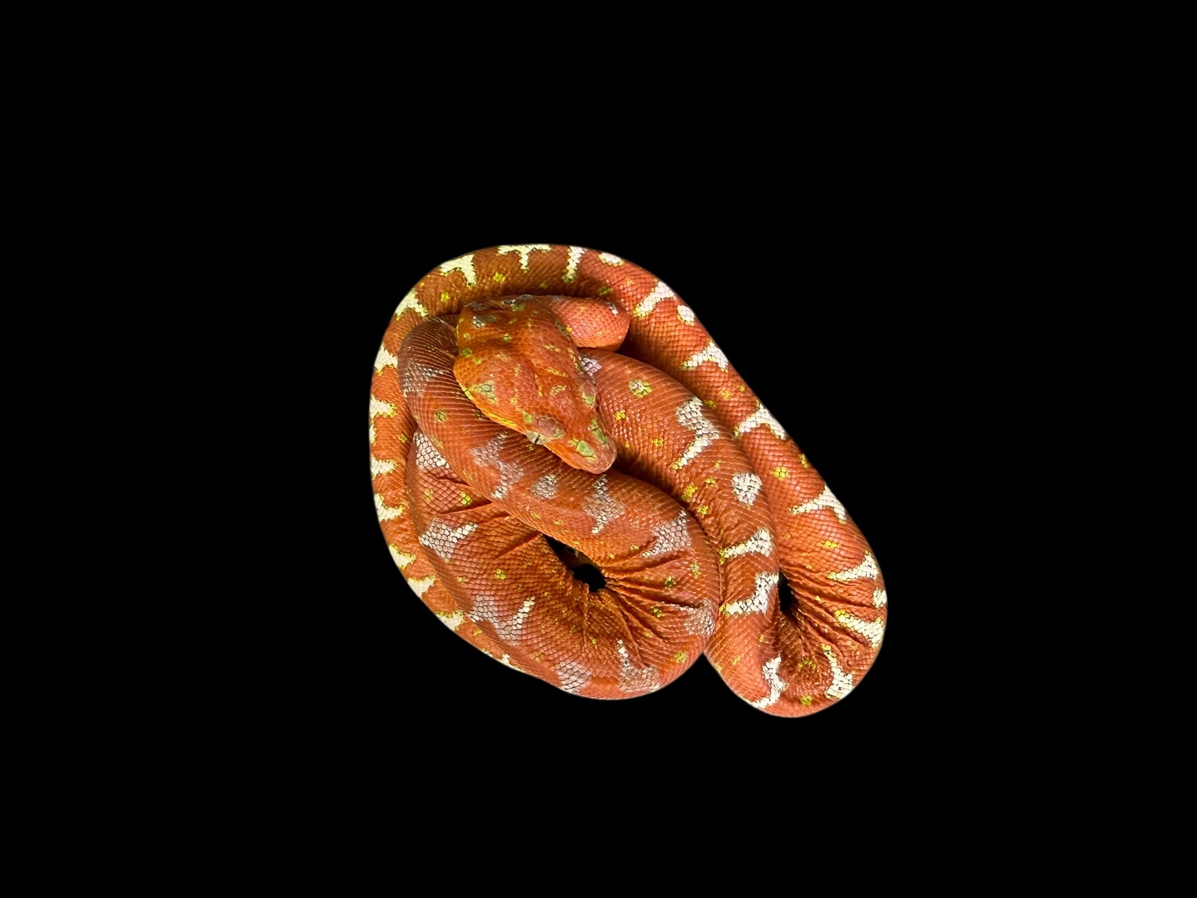 Emerald Tree Boa (Guyana)