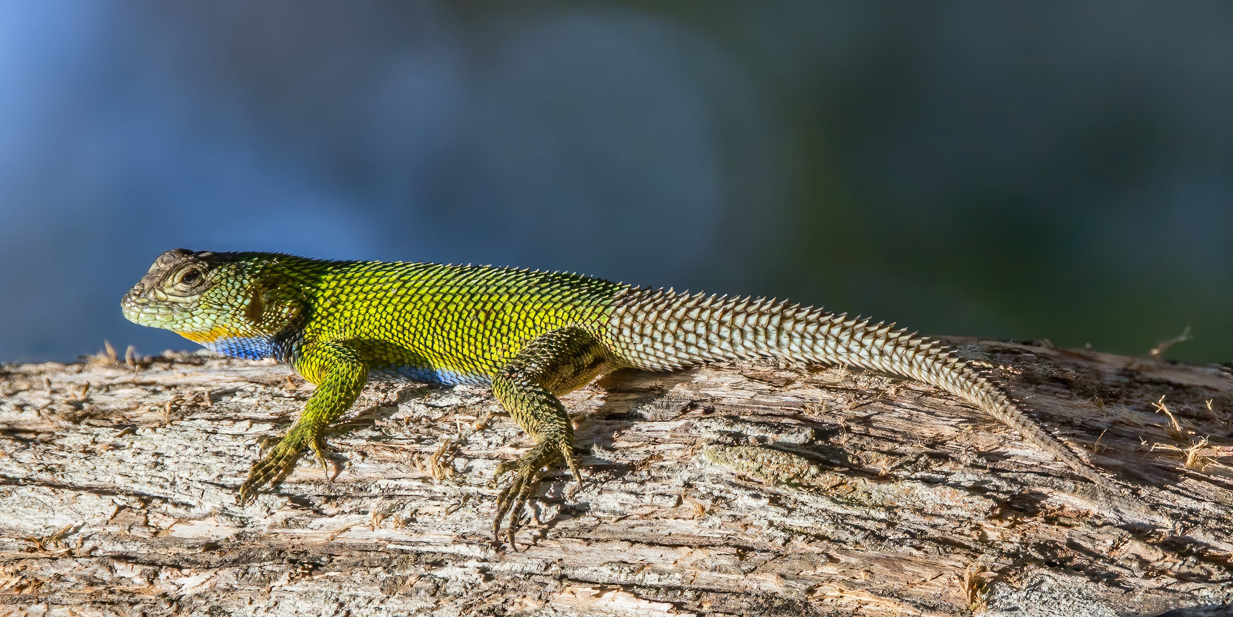 Emerald Swift (Sceloporus malachiticus)