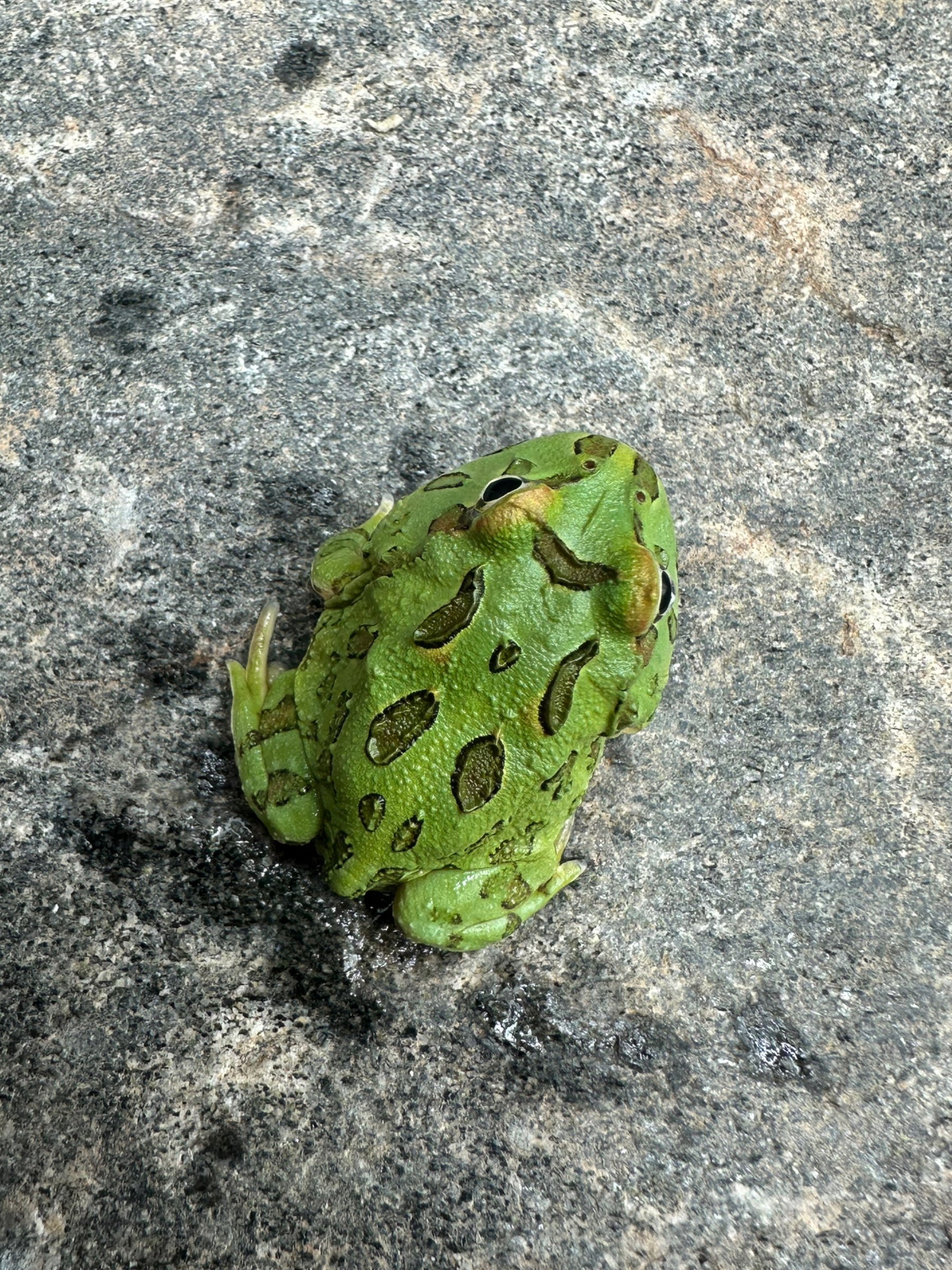 Pacman Frog (Green)